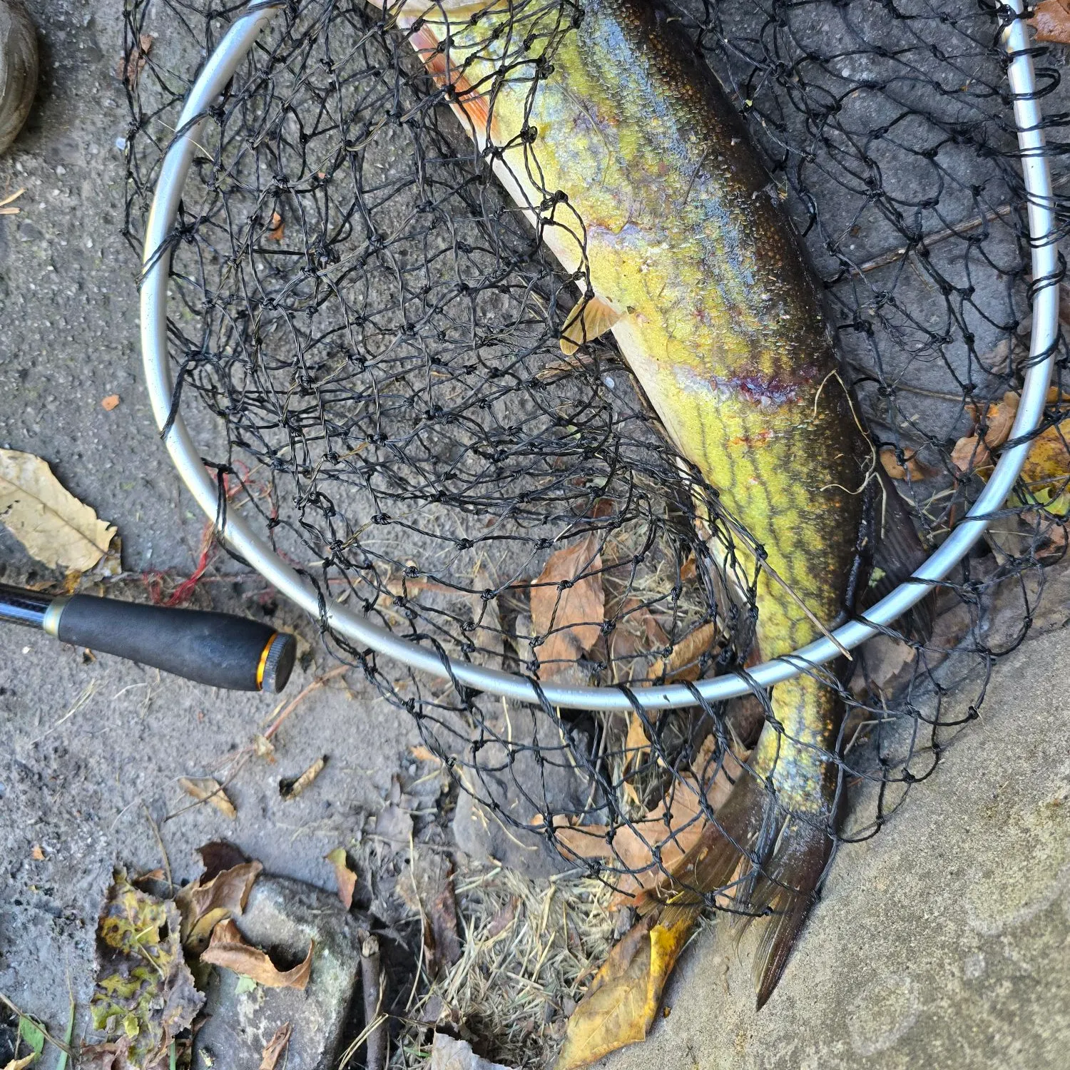 Chain pickerel caught on Fishbrain
