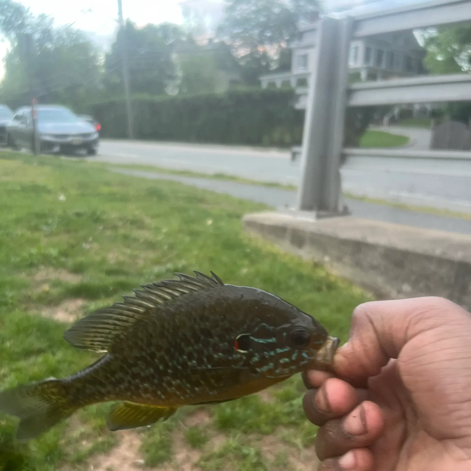 The most recent Pumpkinseed catches on Fishbrain