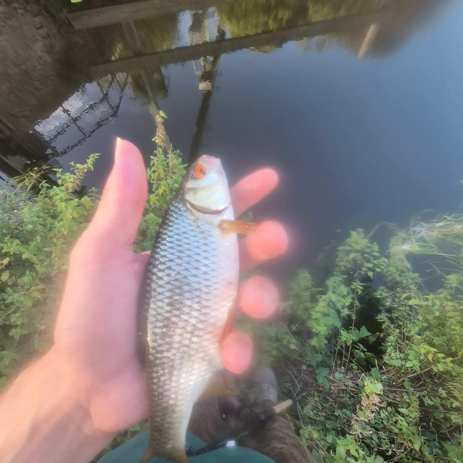 Common roach caught on Fishbrain
