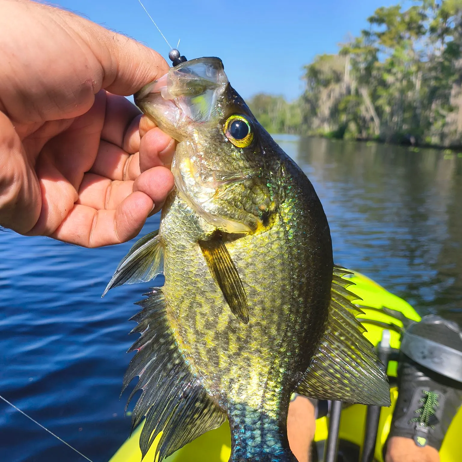 Black crappie caught on Fishbrain