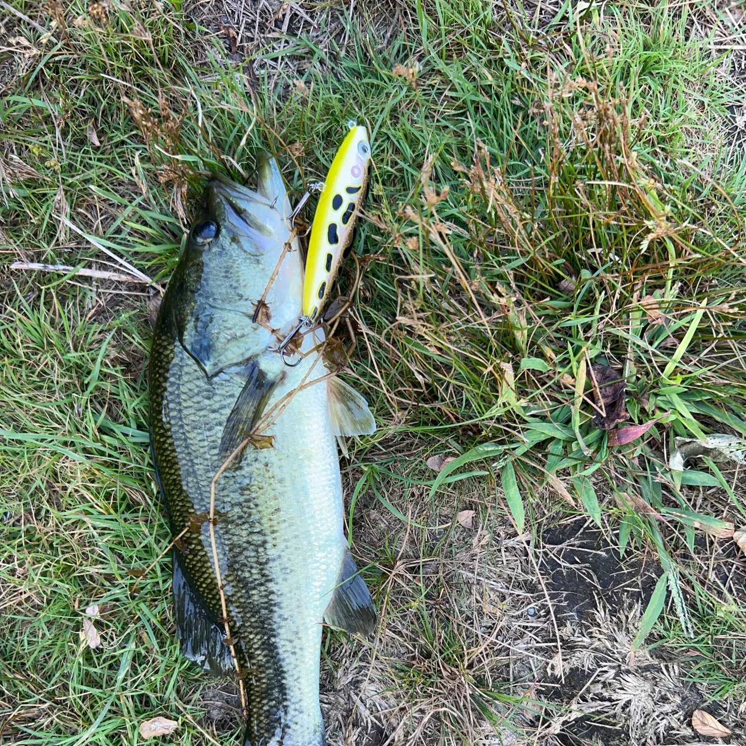 Largemouth bass caught on Fishbrain