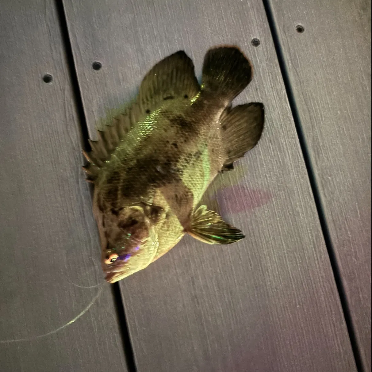 The most recent Atlantic tripletail catches on Fishbrain