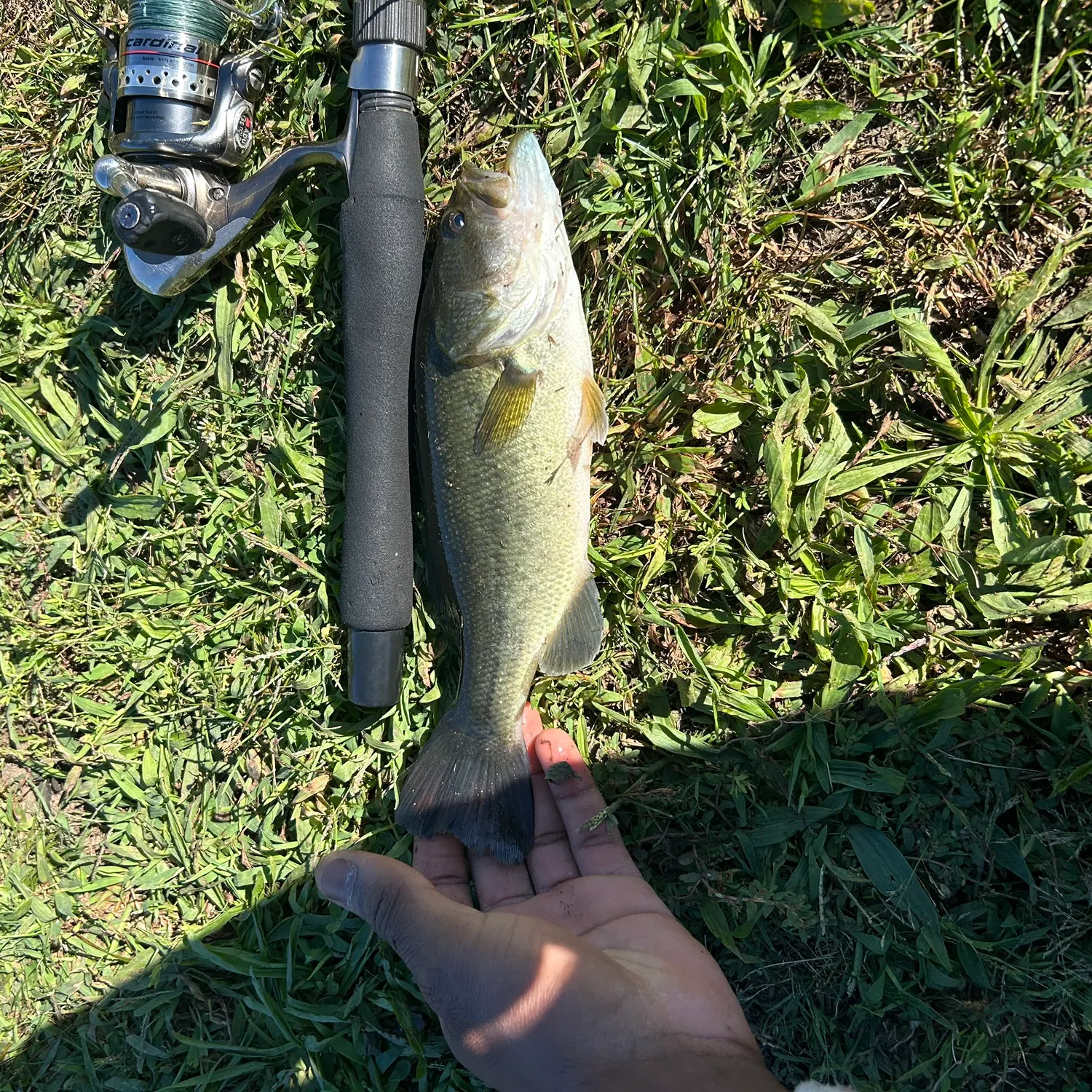 Largemouth bass caught on Fishbrain