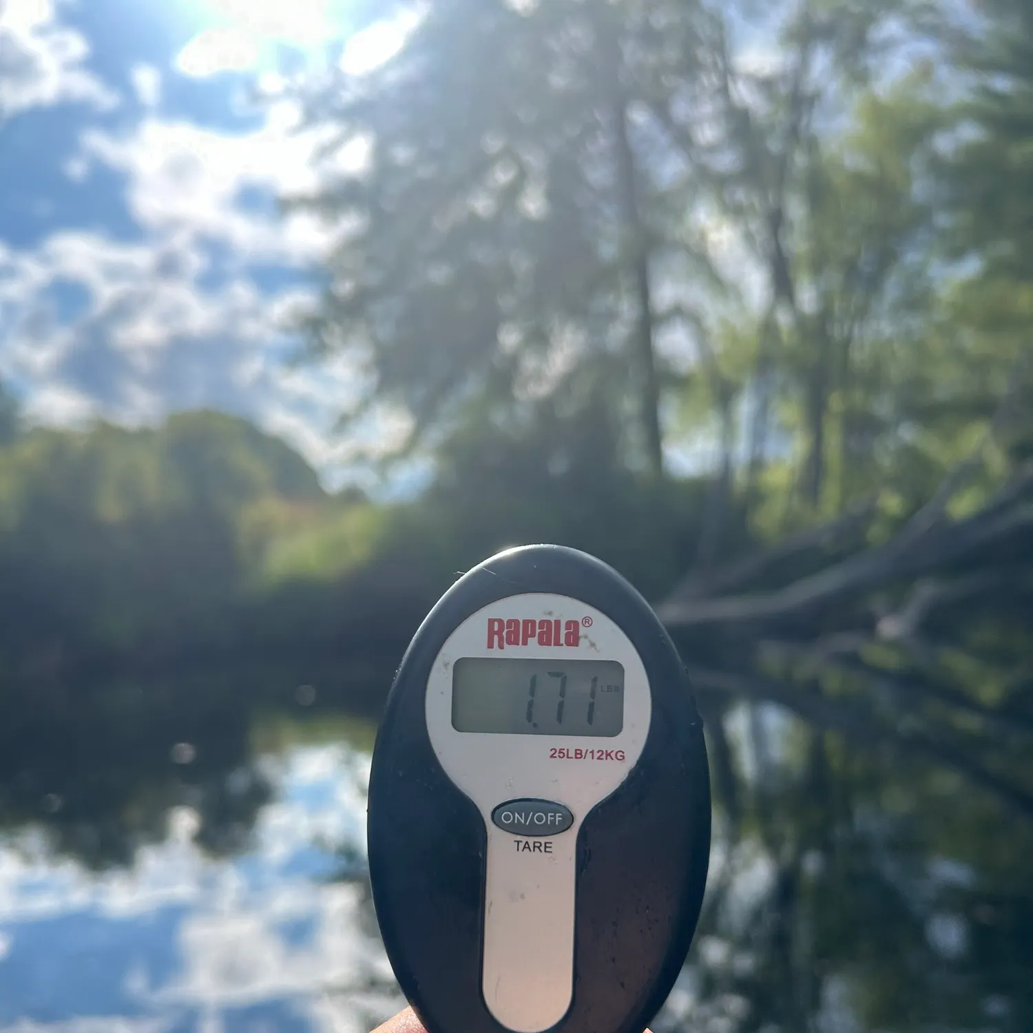 Fallfish caught on Fishbrain