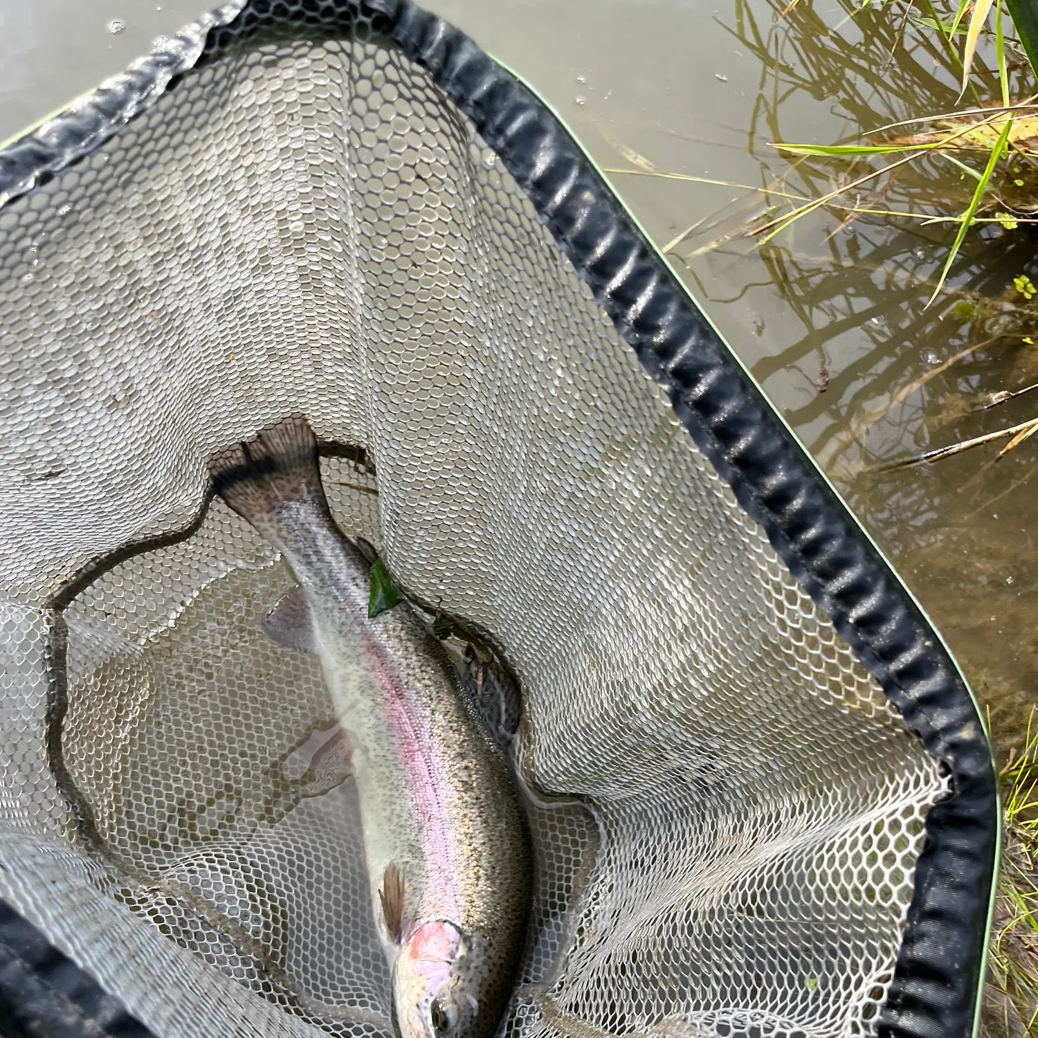 Rainbow trout caught on Fishbrain