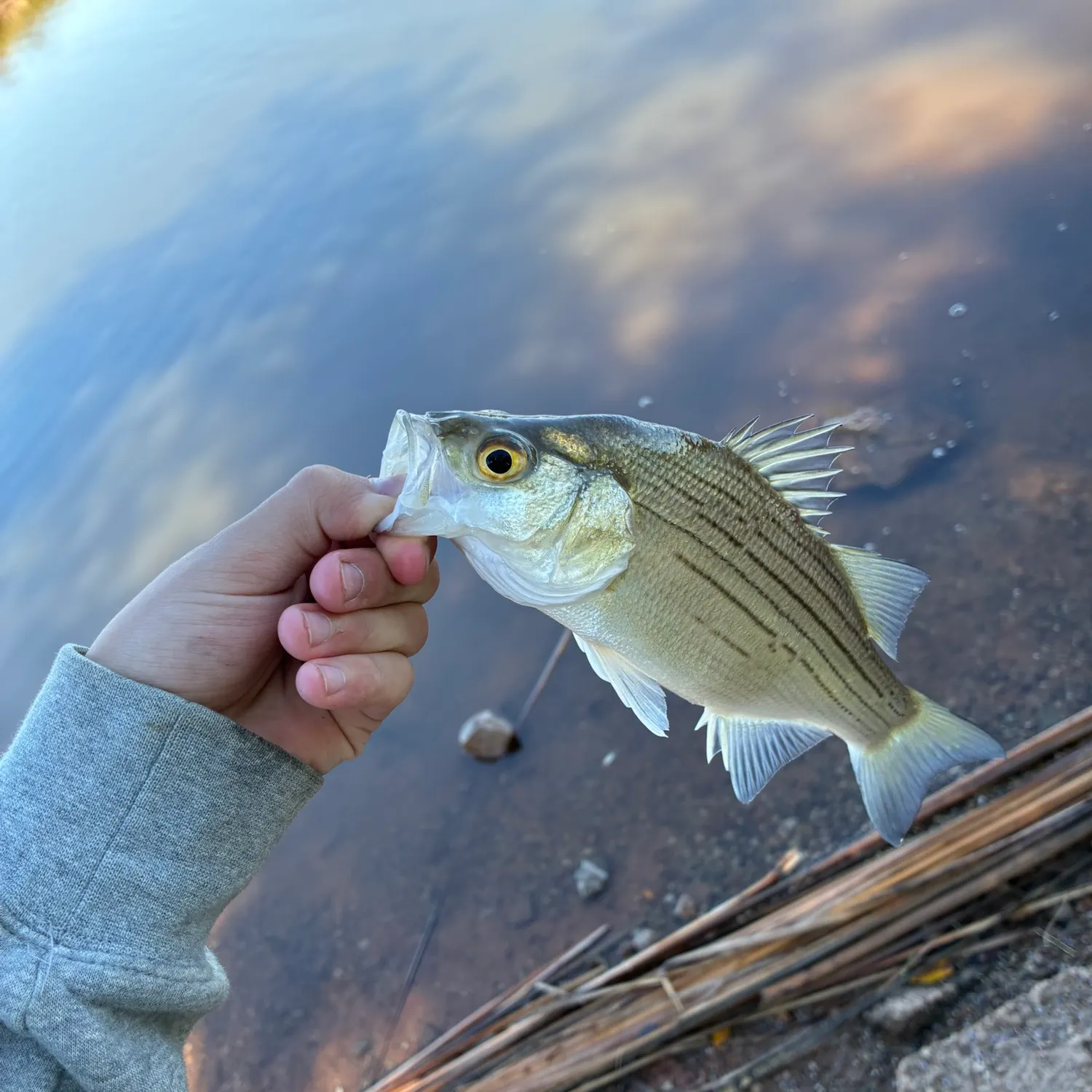 Wiper caught on Fishbrain