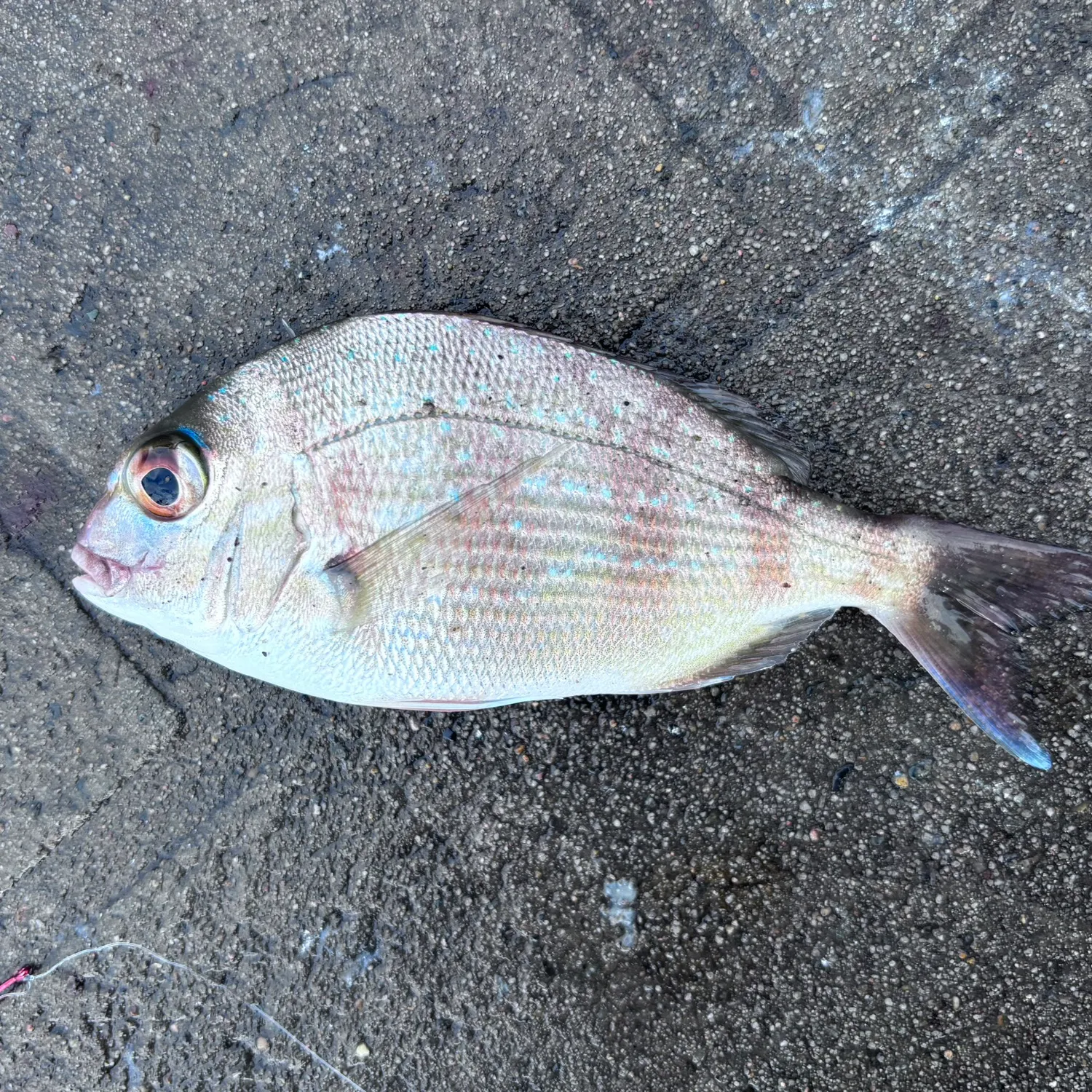 Australasian snapper caught on Fishbrain