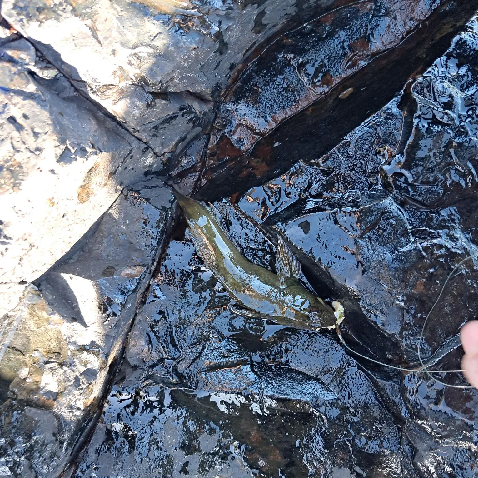 The most recent Shanny catches on Fishbrain