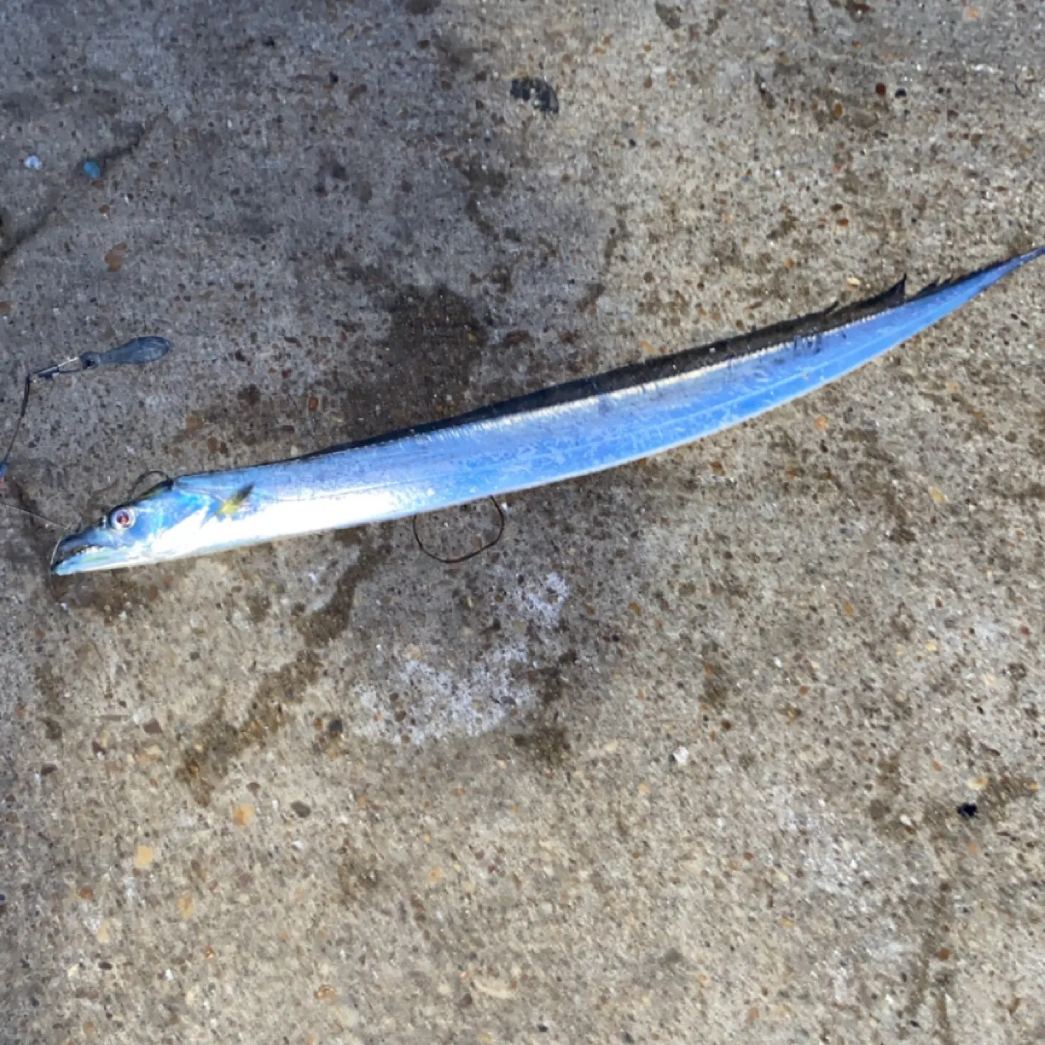 The most recent Atlantic cutlassfish catches on Fishbrain
