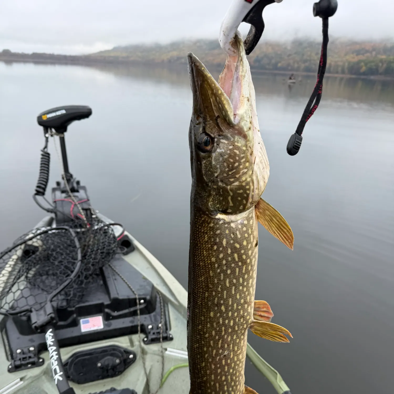Northern pike caught on Fishbrain