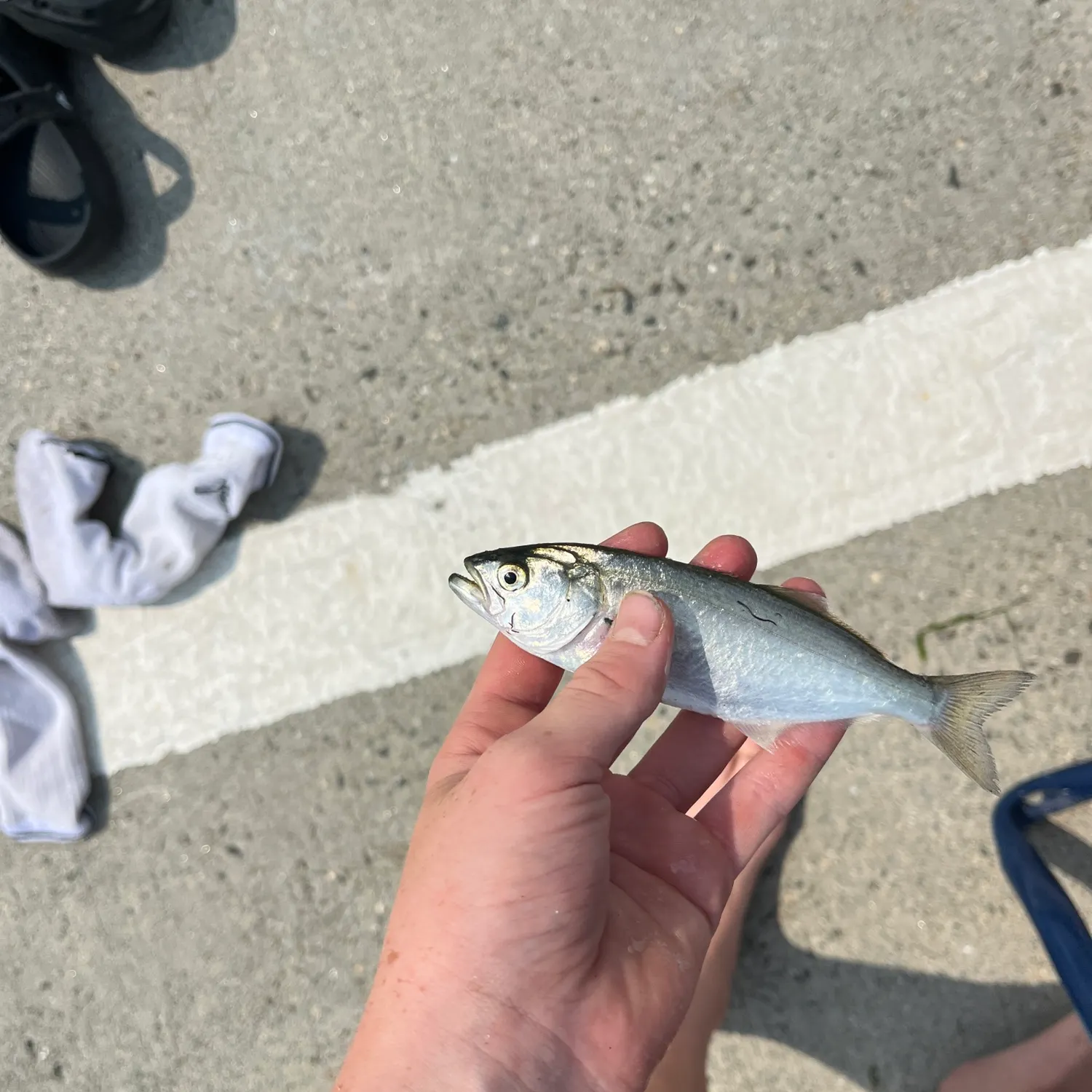 The most recent Bluefish catches on Fishbrain