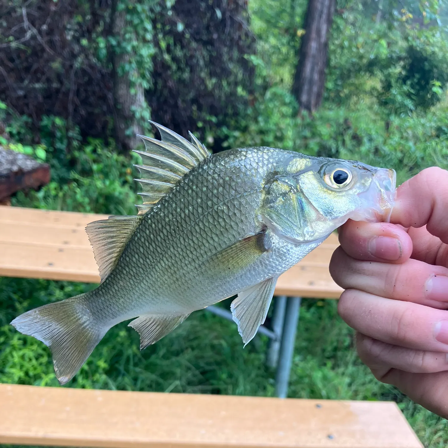 White perch caught on Fishbrain