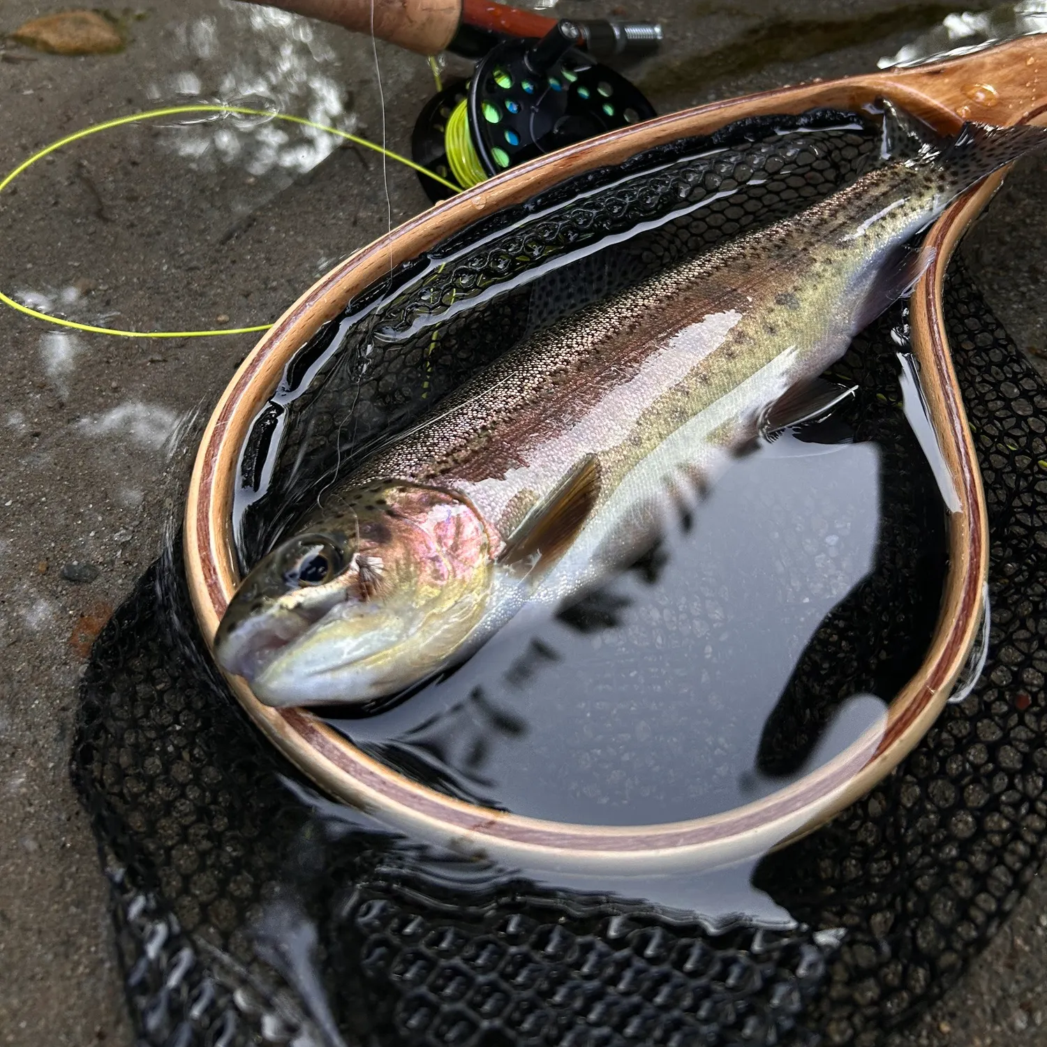 Rainbow trout caught on Fishbrain