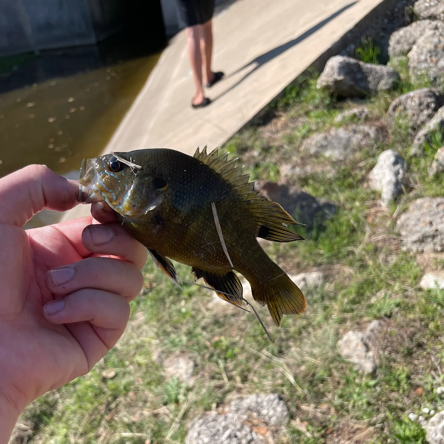 The most recent Warmouth x green sunfish catches on Fishbrain