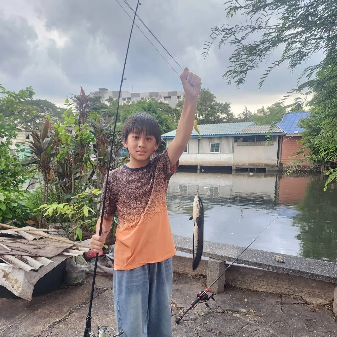 The most recent Indonesian snakehead catches on Fishbrain