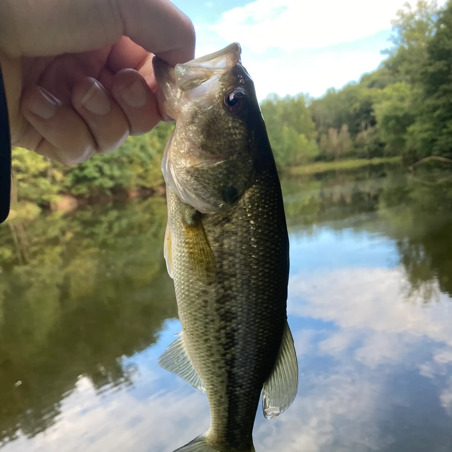 Largemouth bass caught on Fishbrain