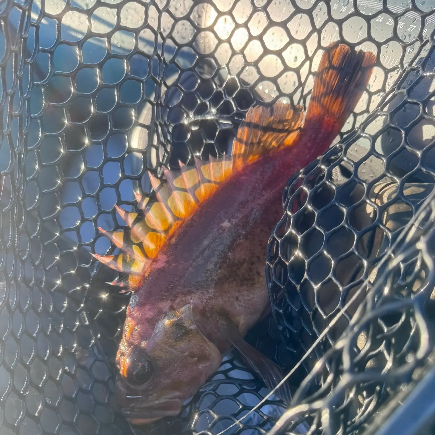 The most recent Gopher rockfish catches on Fishbrain
