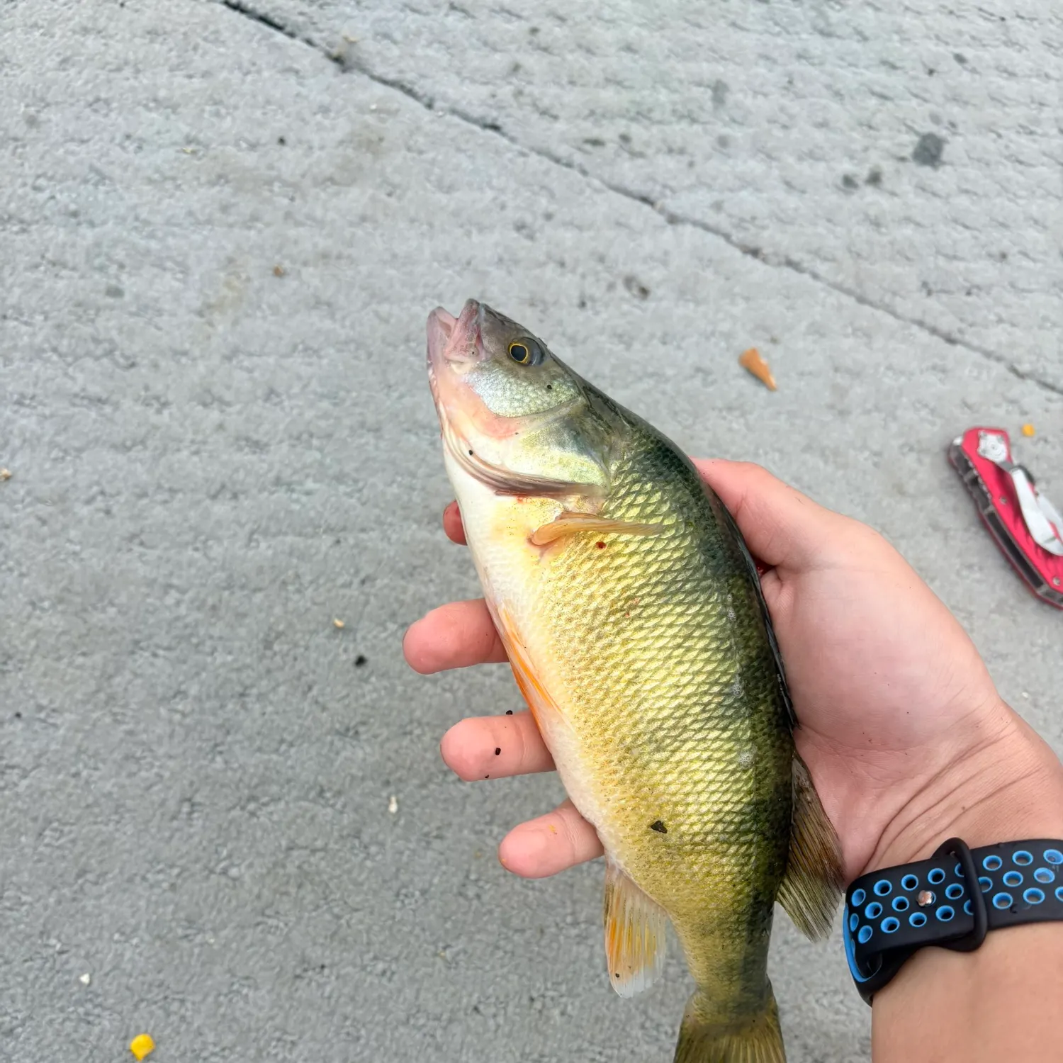 catch