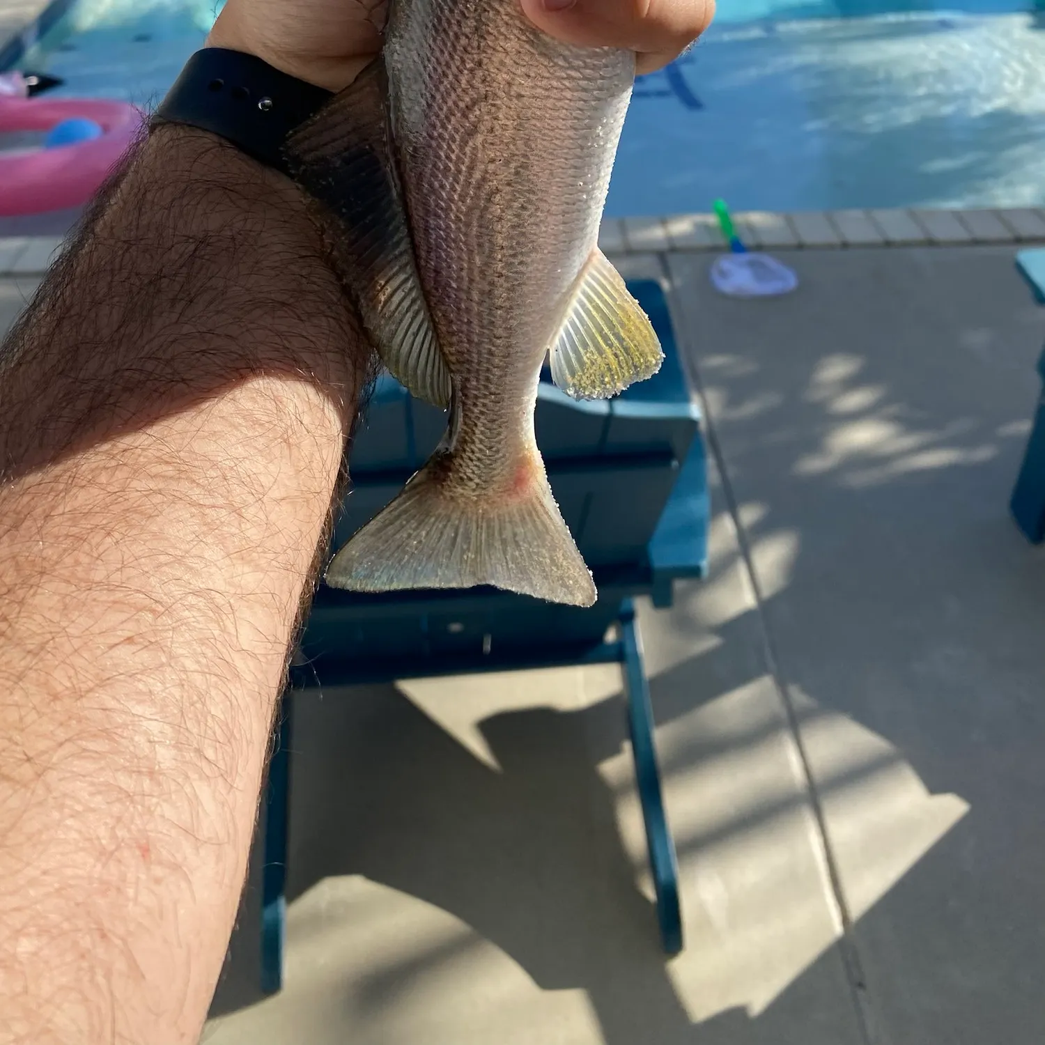 Sand seatrout caught on Fishbrain
