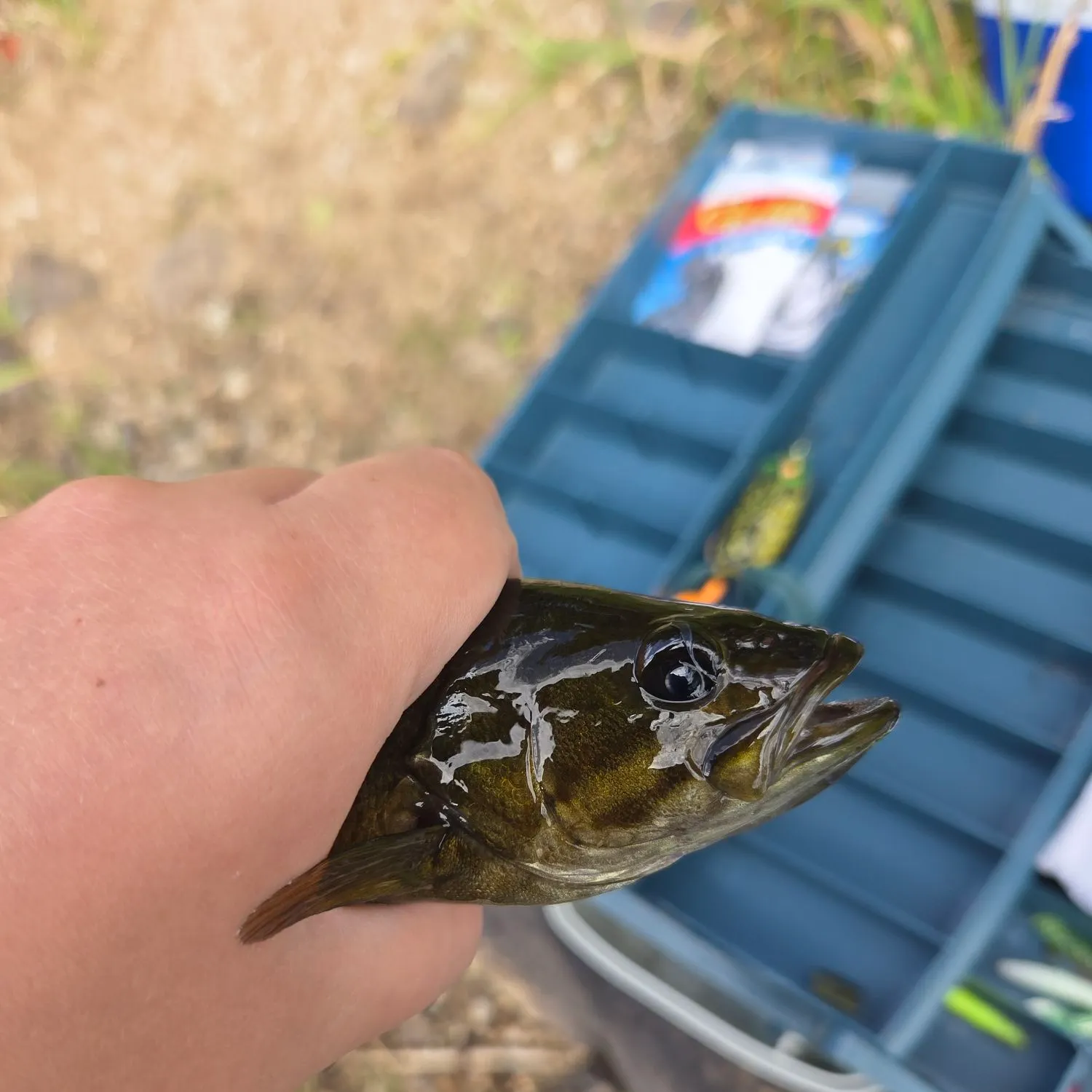 Smallmouth bass caught on Fishbrain