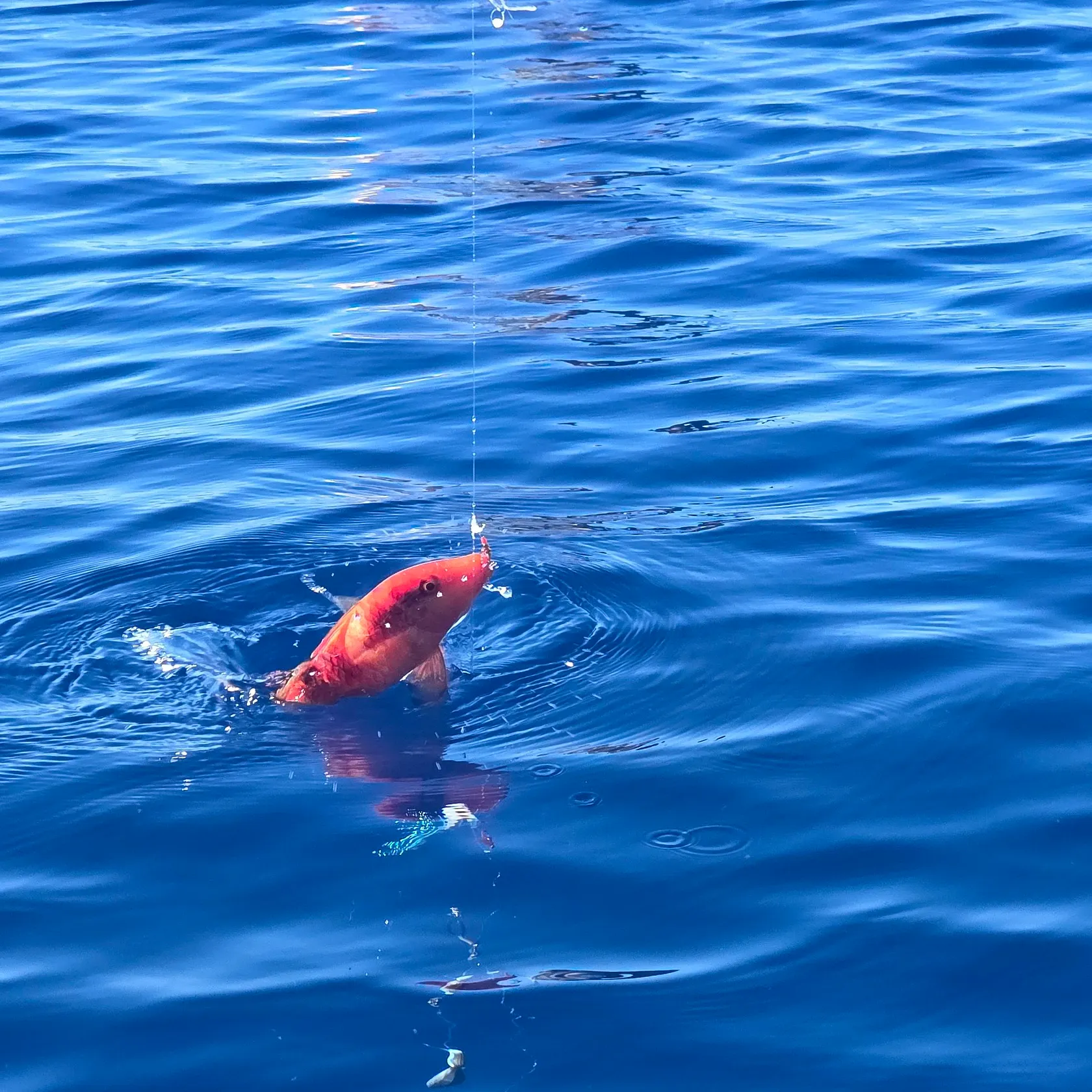 Red mullet caught on Fishbrain