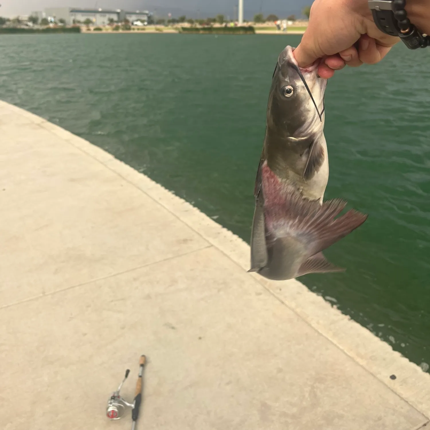 catch