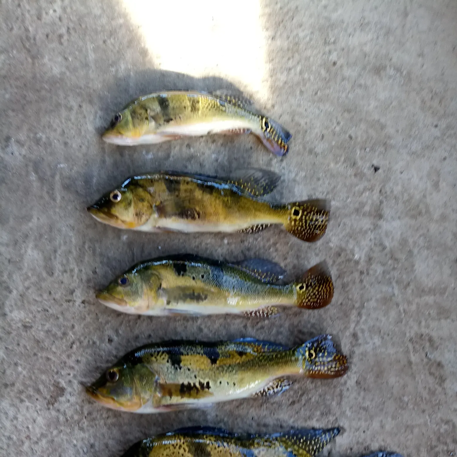 recently logged catches