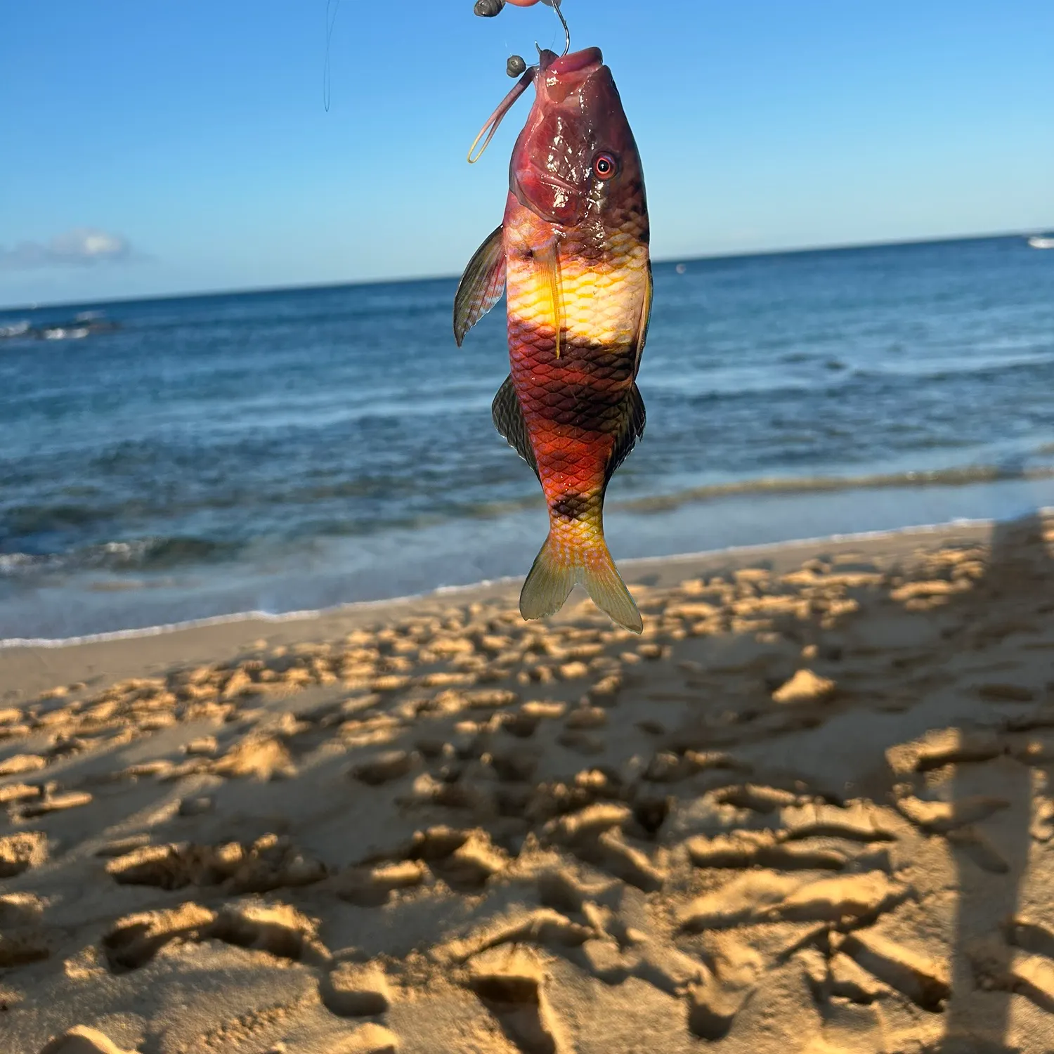 The most recent Manybar goatfish catches on Fishbrain