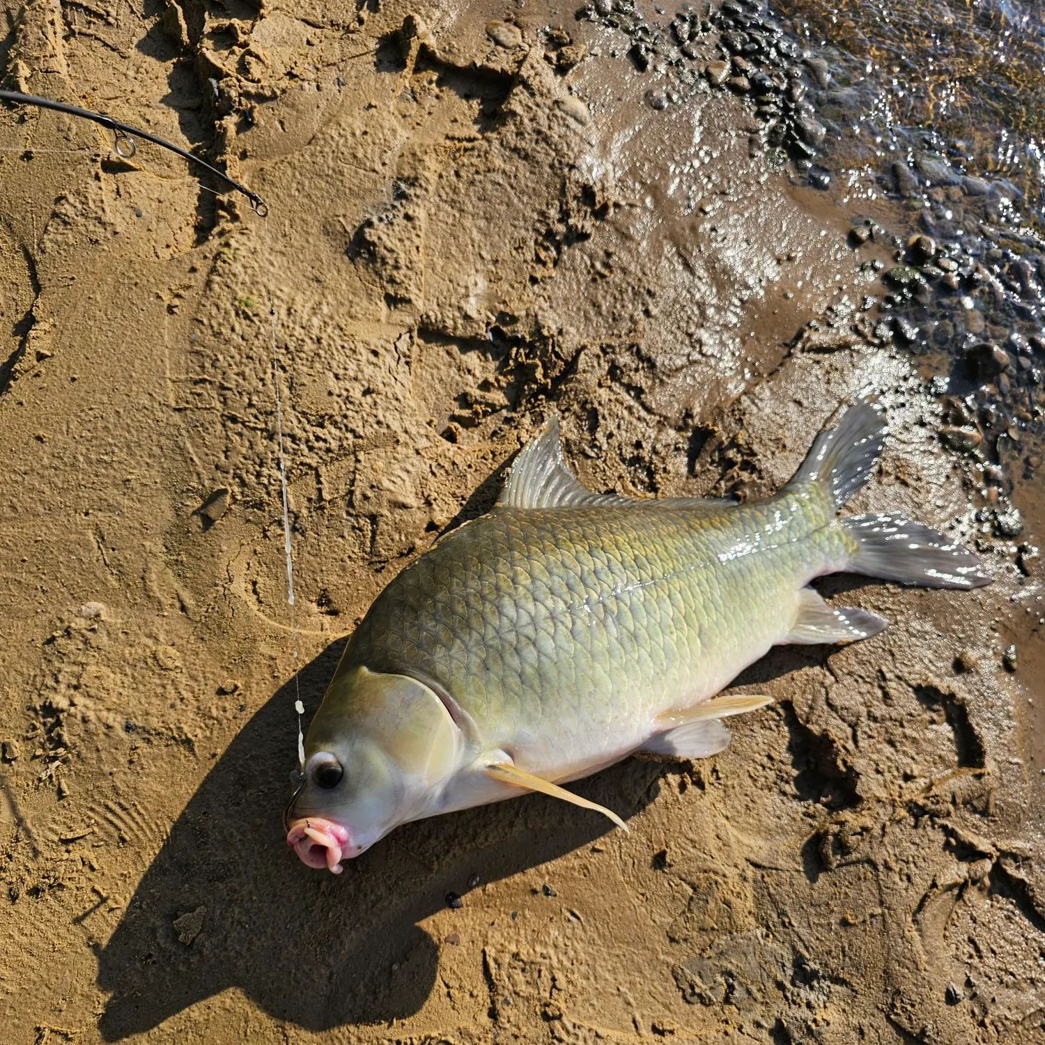 Fishing in Grand Prairie, TX (United States)  Find Spots, Species &  Tips