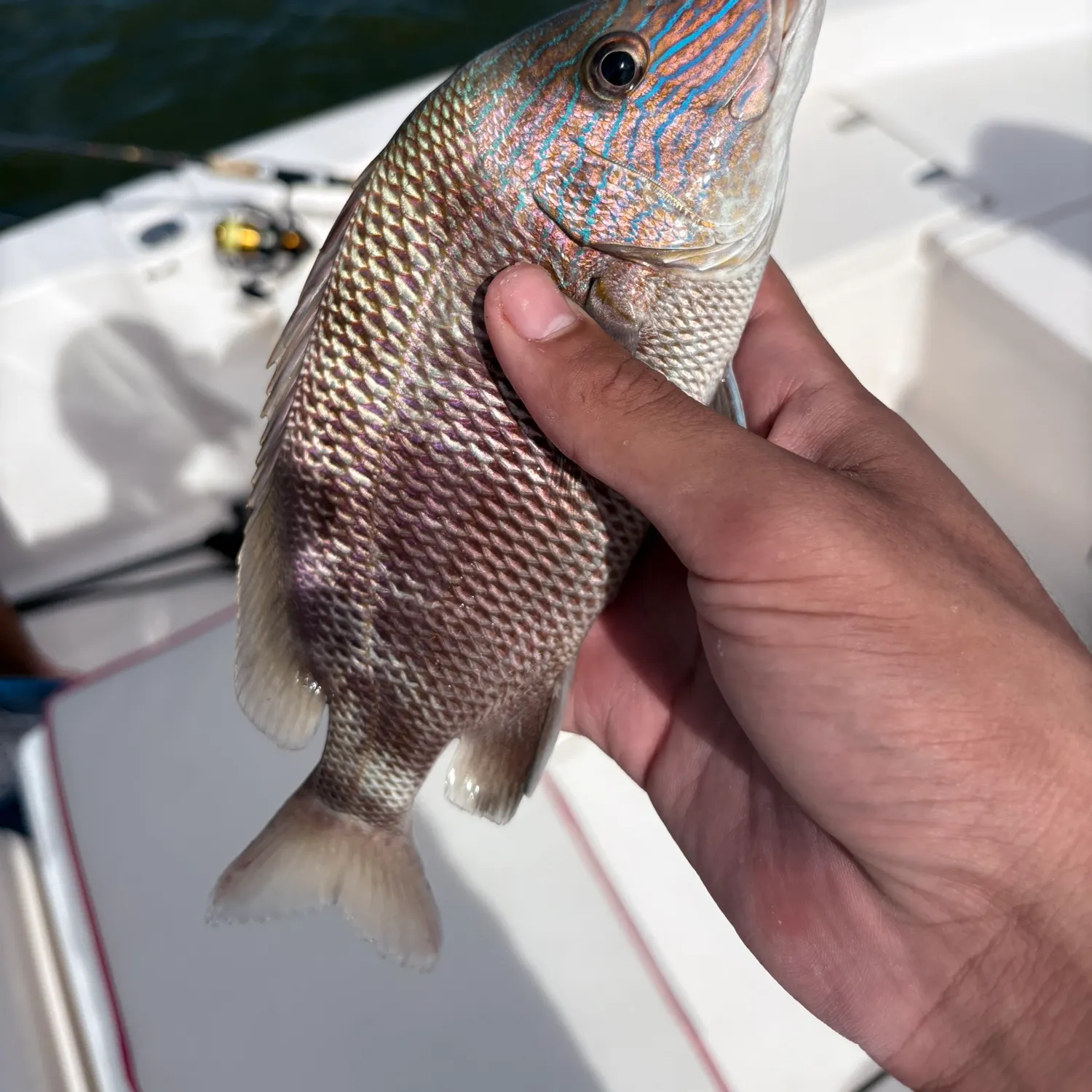 The most recent White grunt catches on Fishbrain