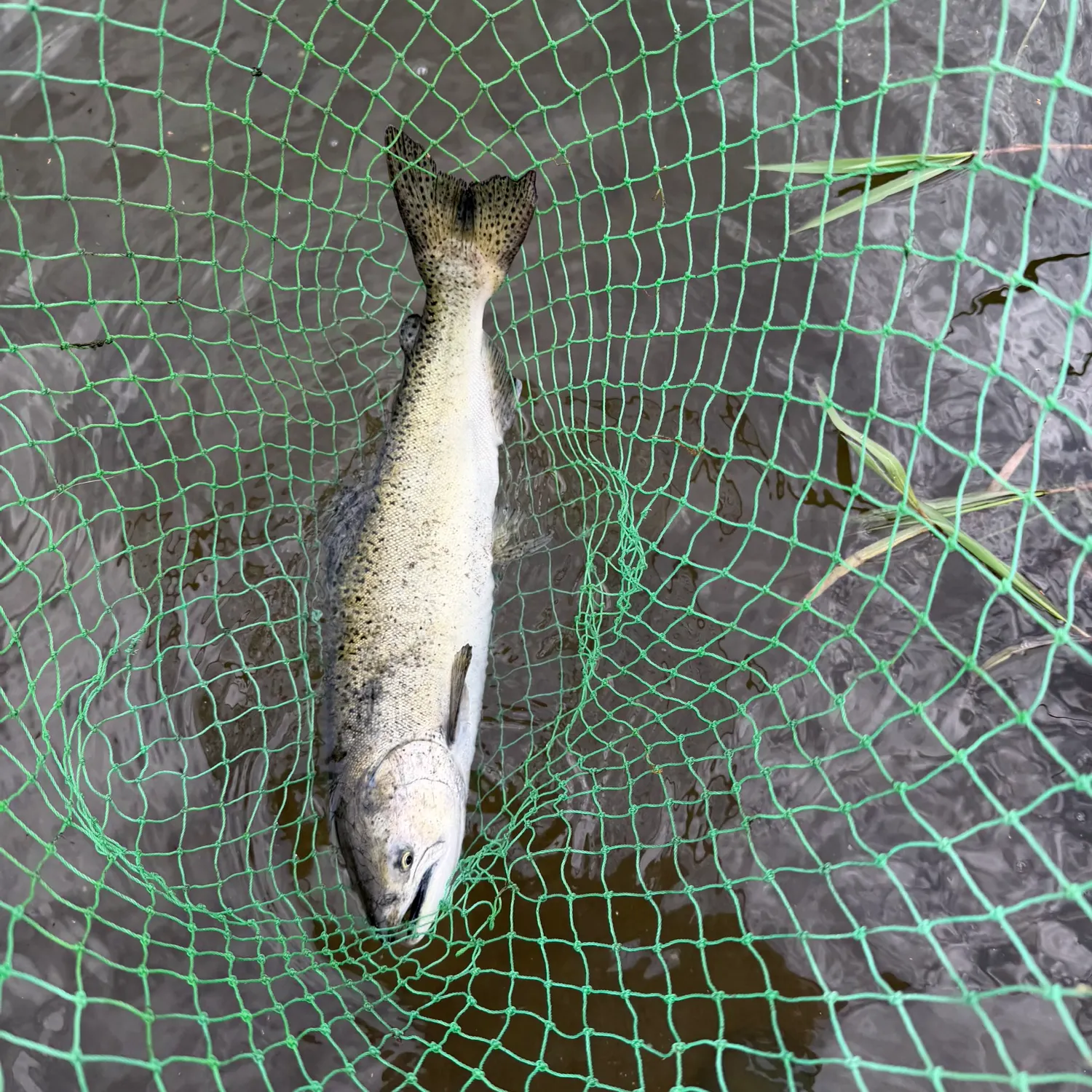Chinook salmon caught on Fishbrain