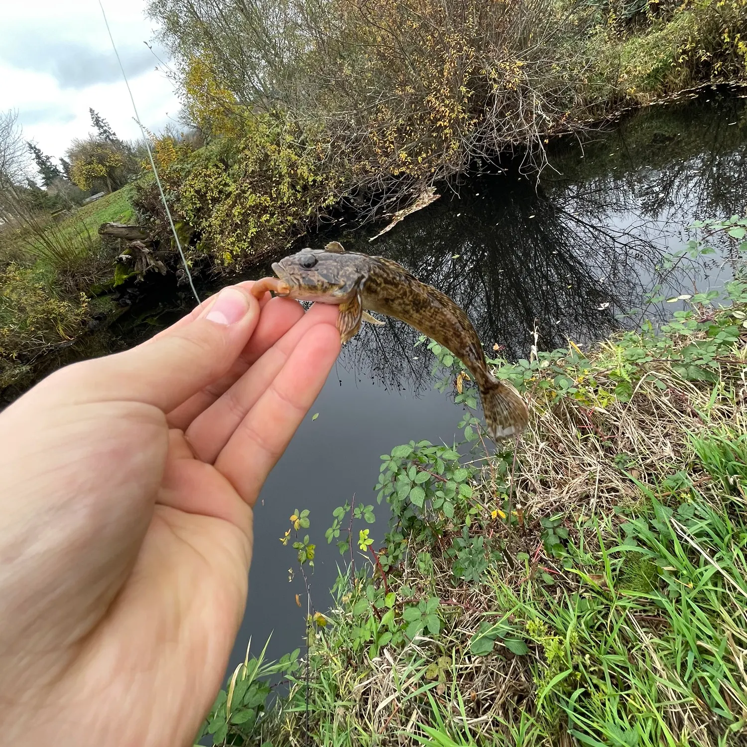 The most recent Lingcod catches on Fishbrain