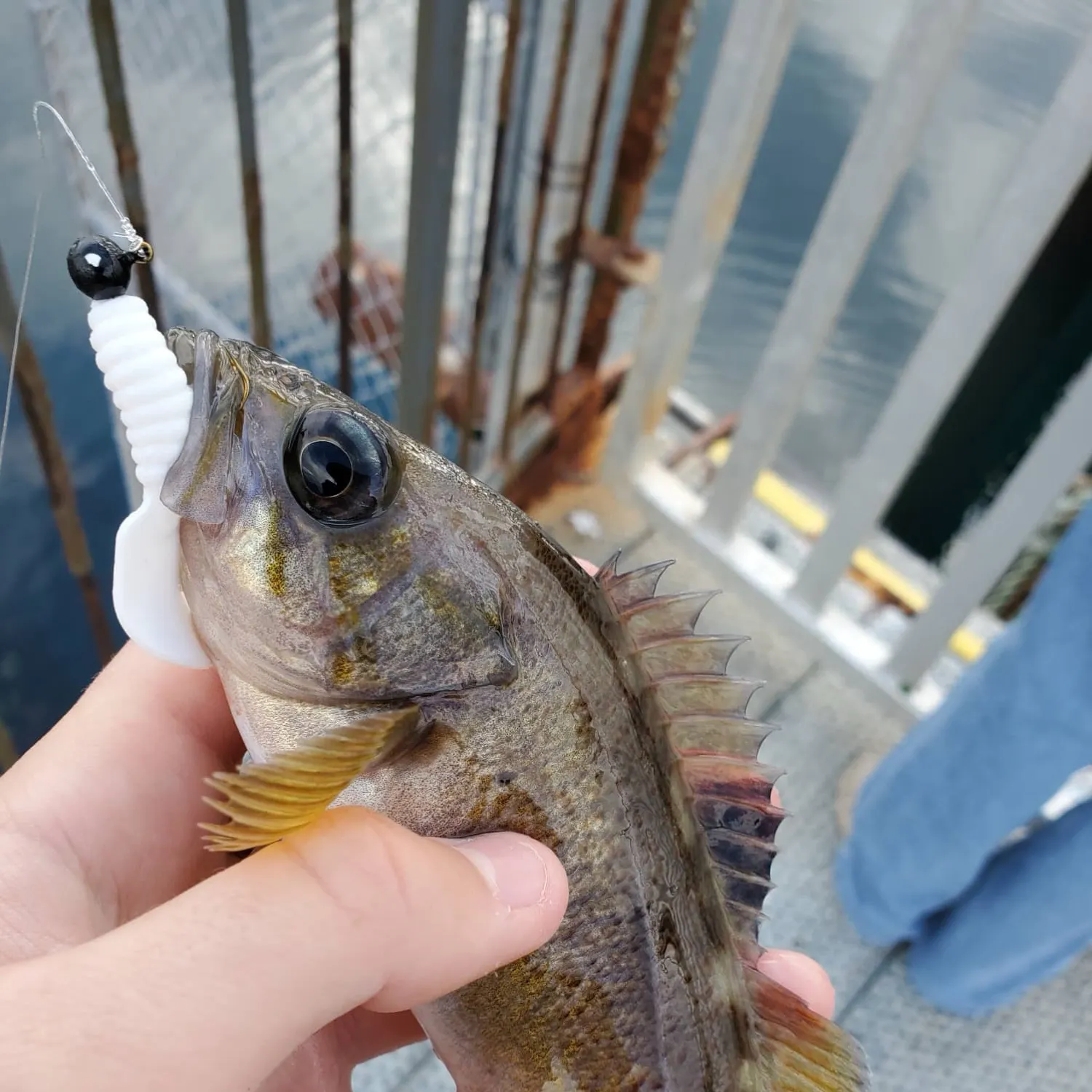 Yellowtail rockfish caught on Fishbrain