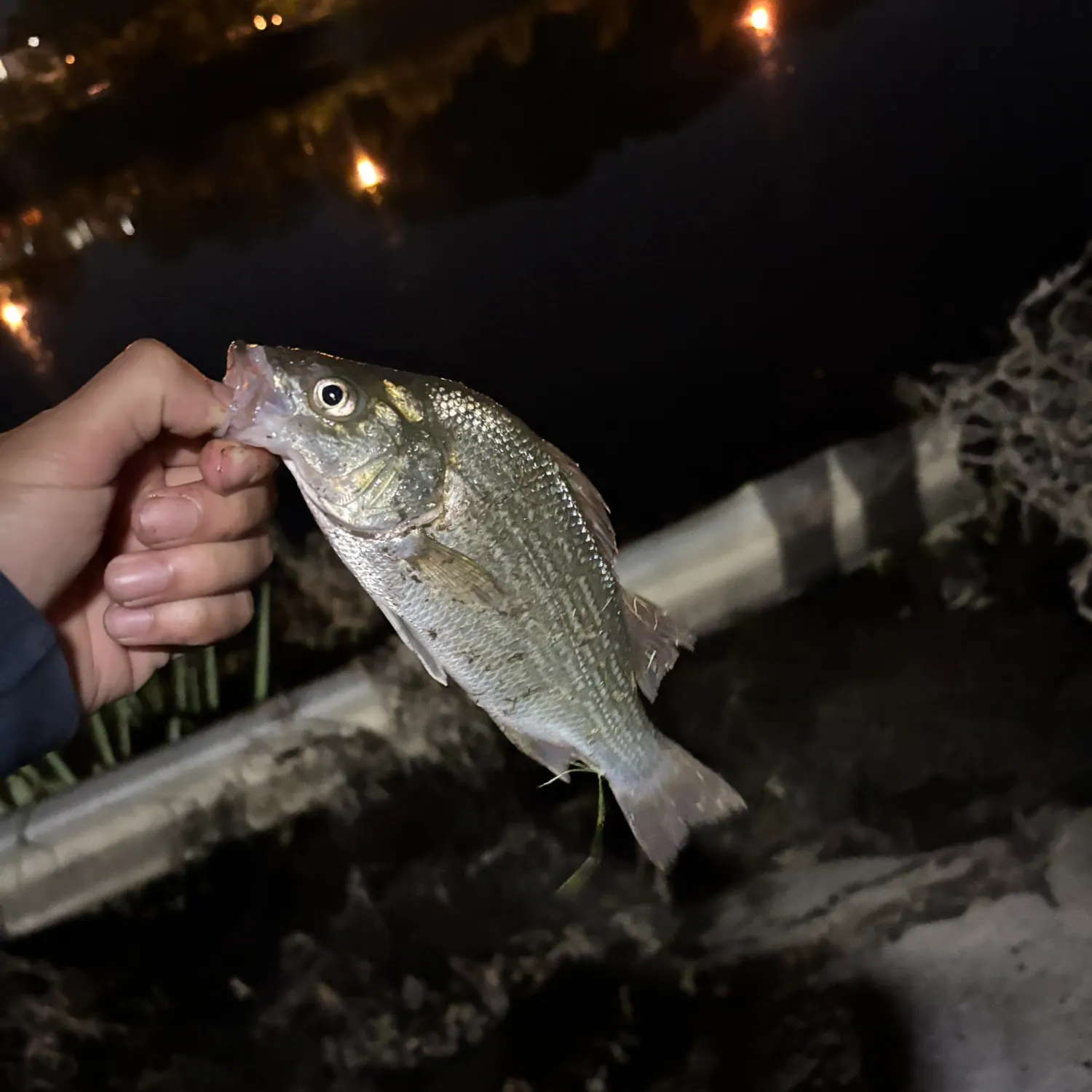 White perch caught on Fishbrain