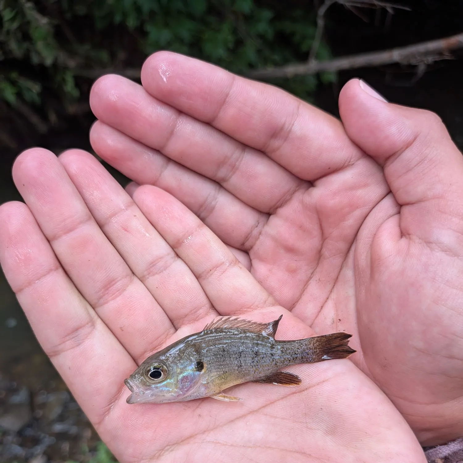 Bluegill caught on Fishbrain