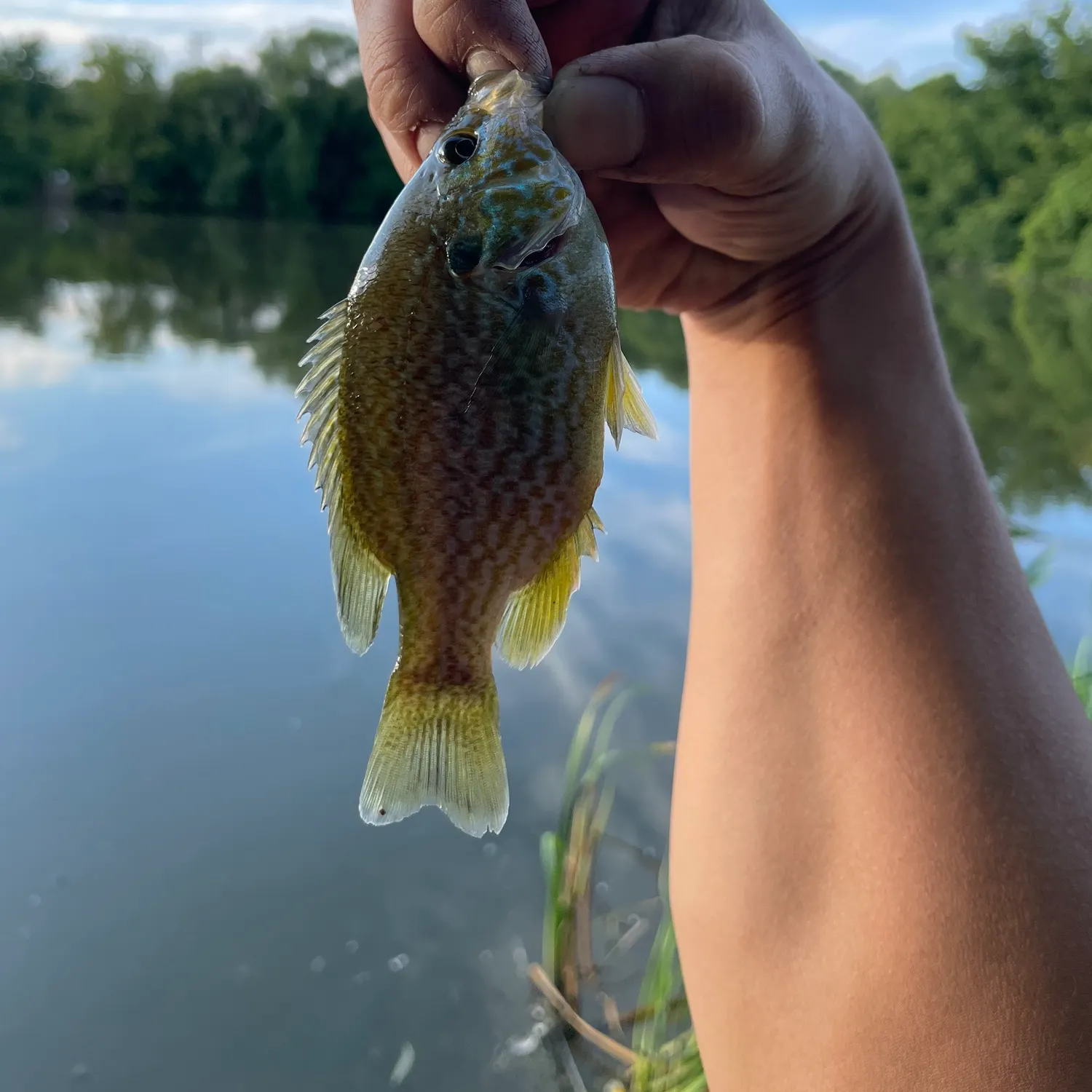 Green sunfish caught on Fishbrain