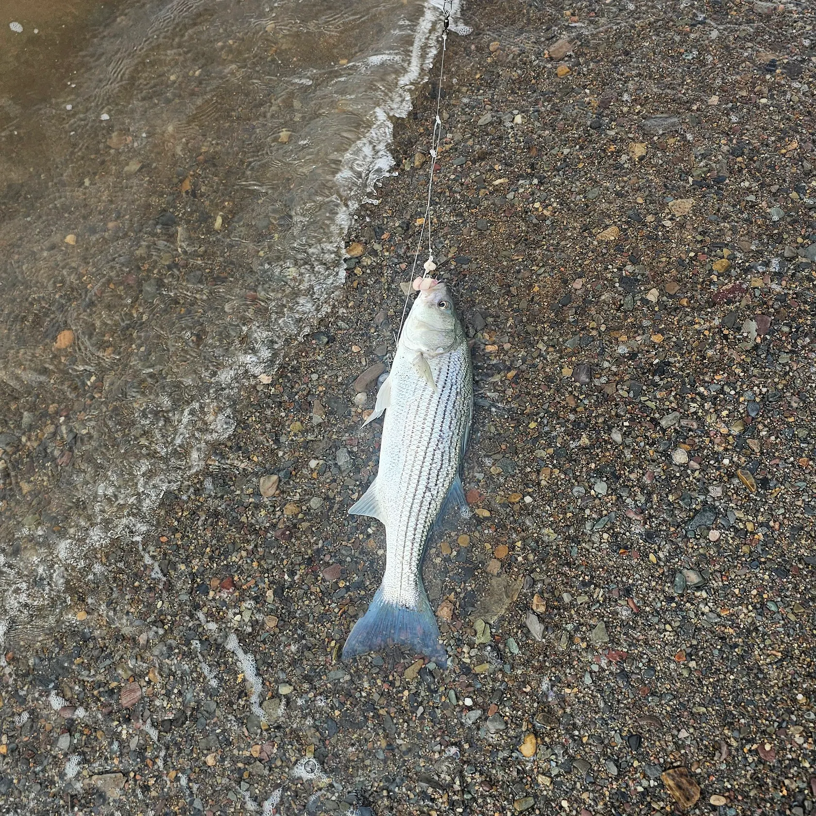 Fish caught on Fishbrain