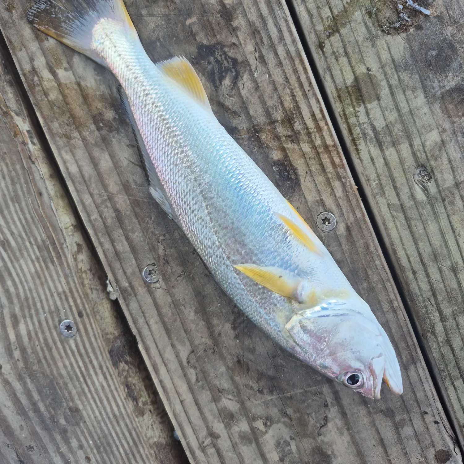 Silver perch caught on Fishbrain