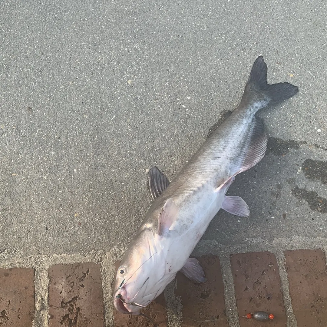 The most recent Blue catfish catches on Fishbrain