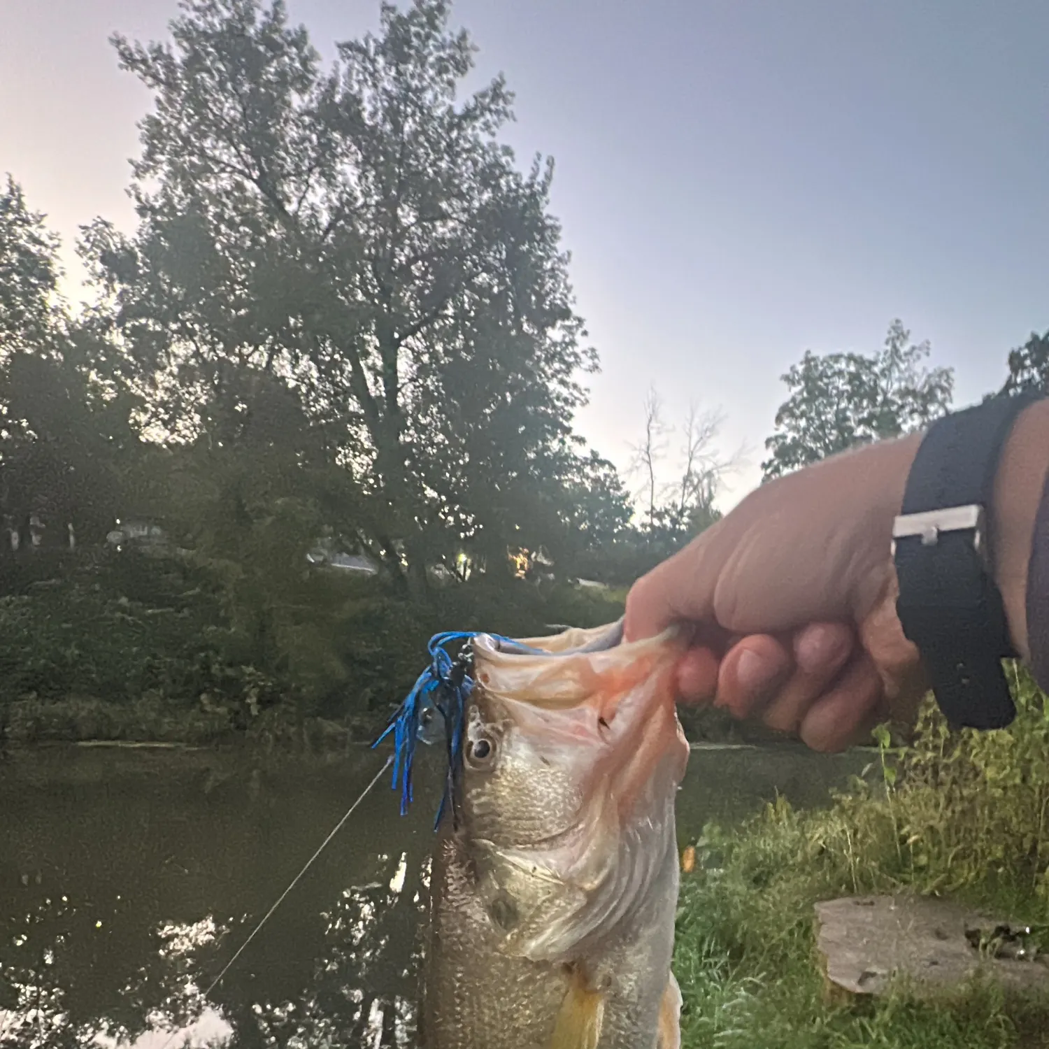 Largemouth bass caught on Fishbrain