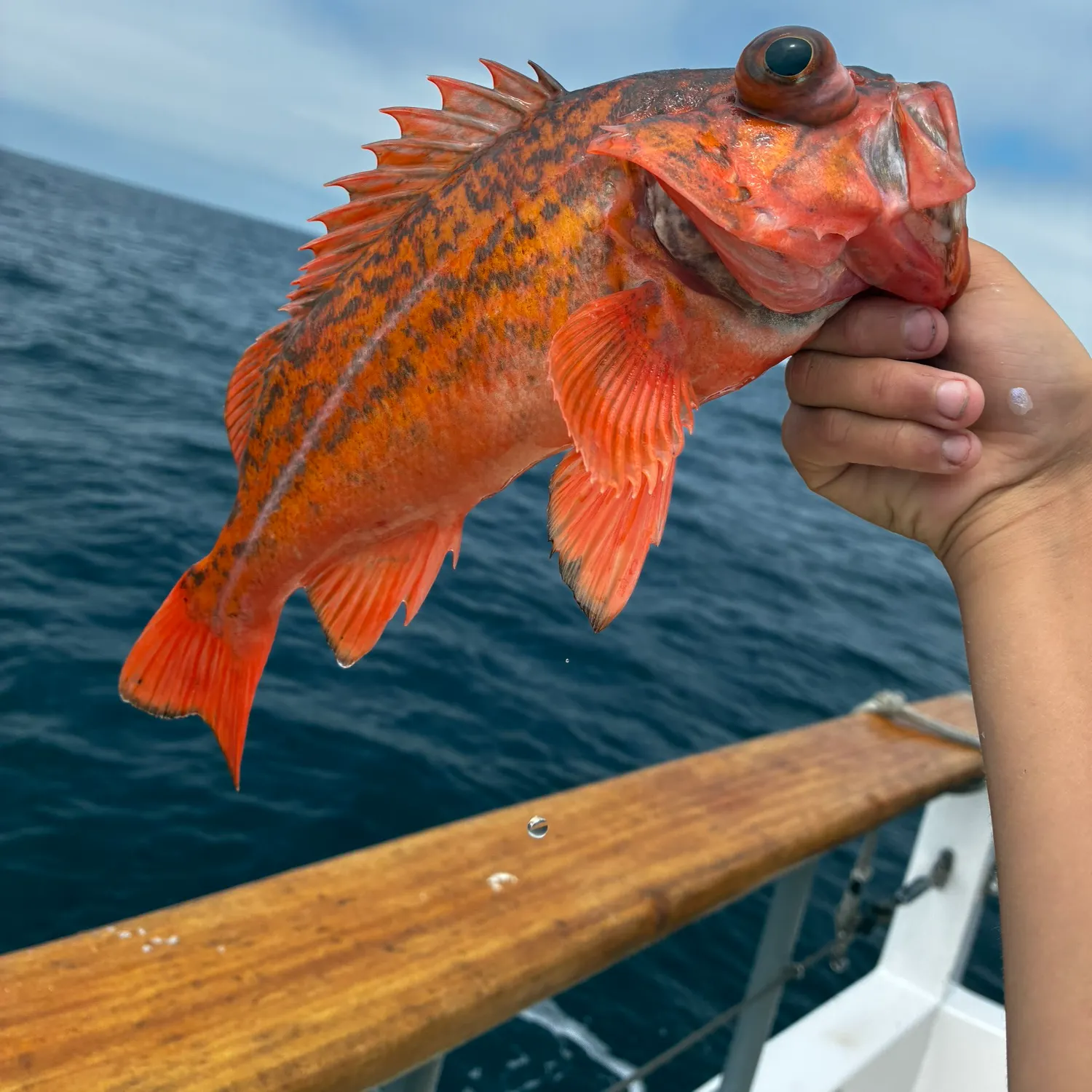 The most recent Vermilion rockfish catches on Fishbrain
