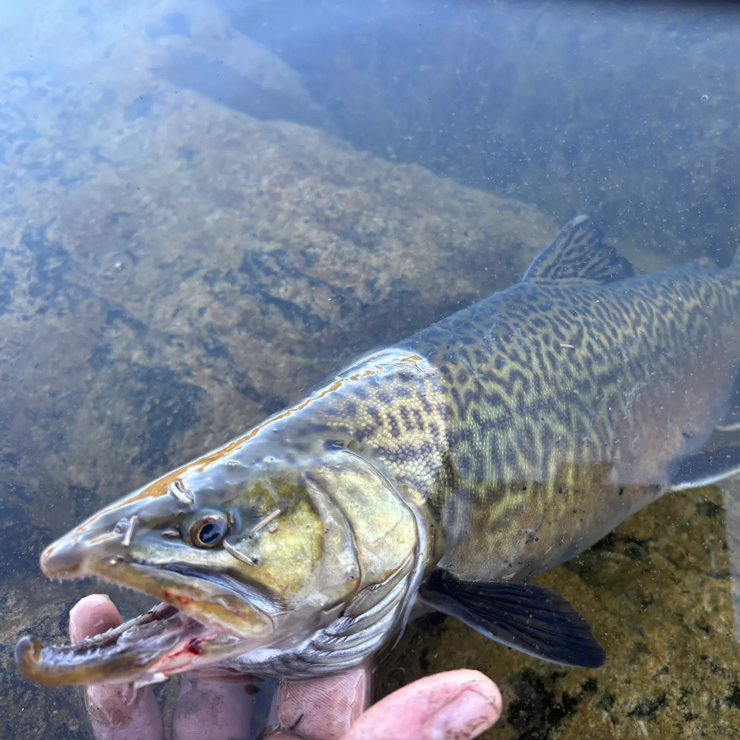 Tiger trout caught on Fishbrain