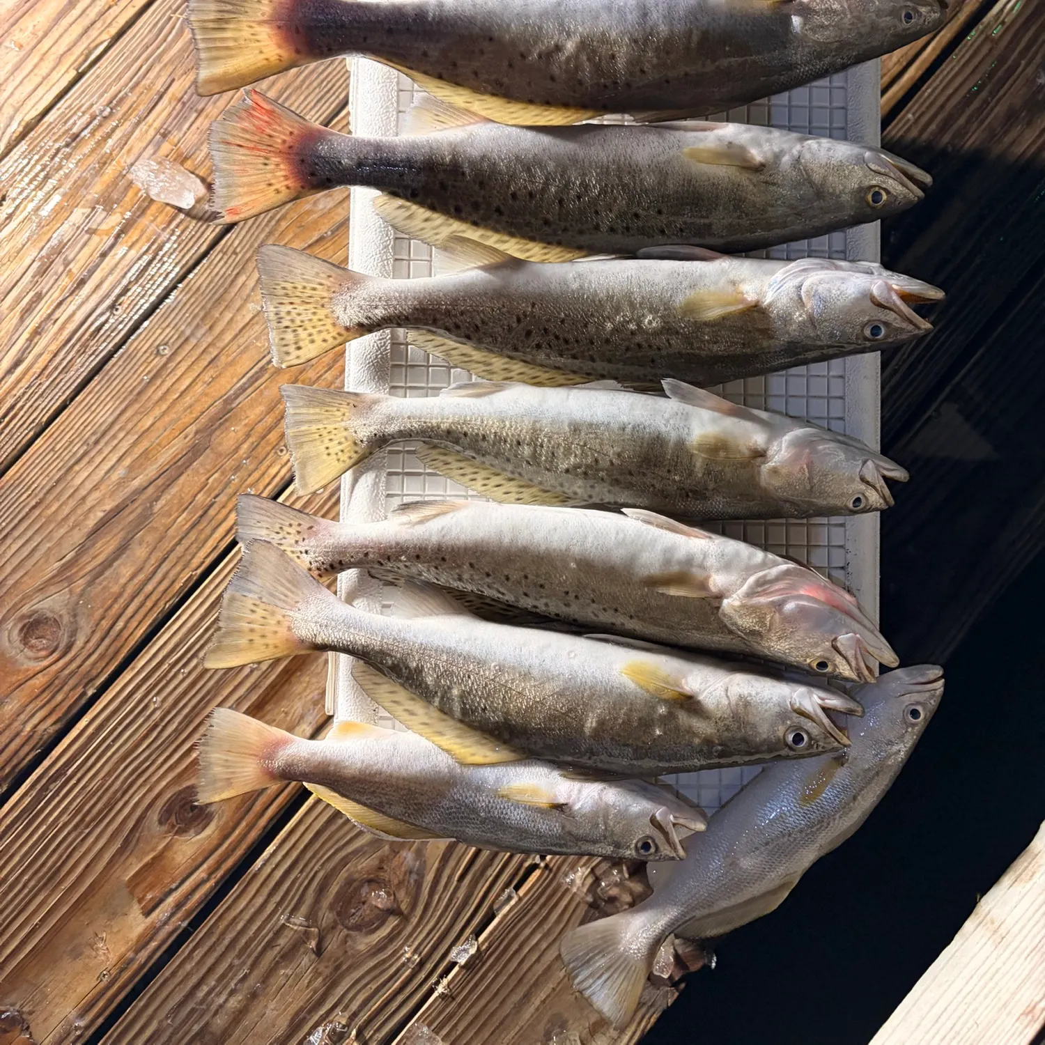Spotted seatrout caught on Fishbrain