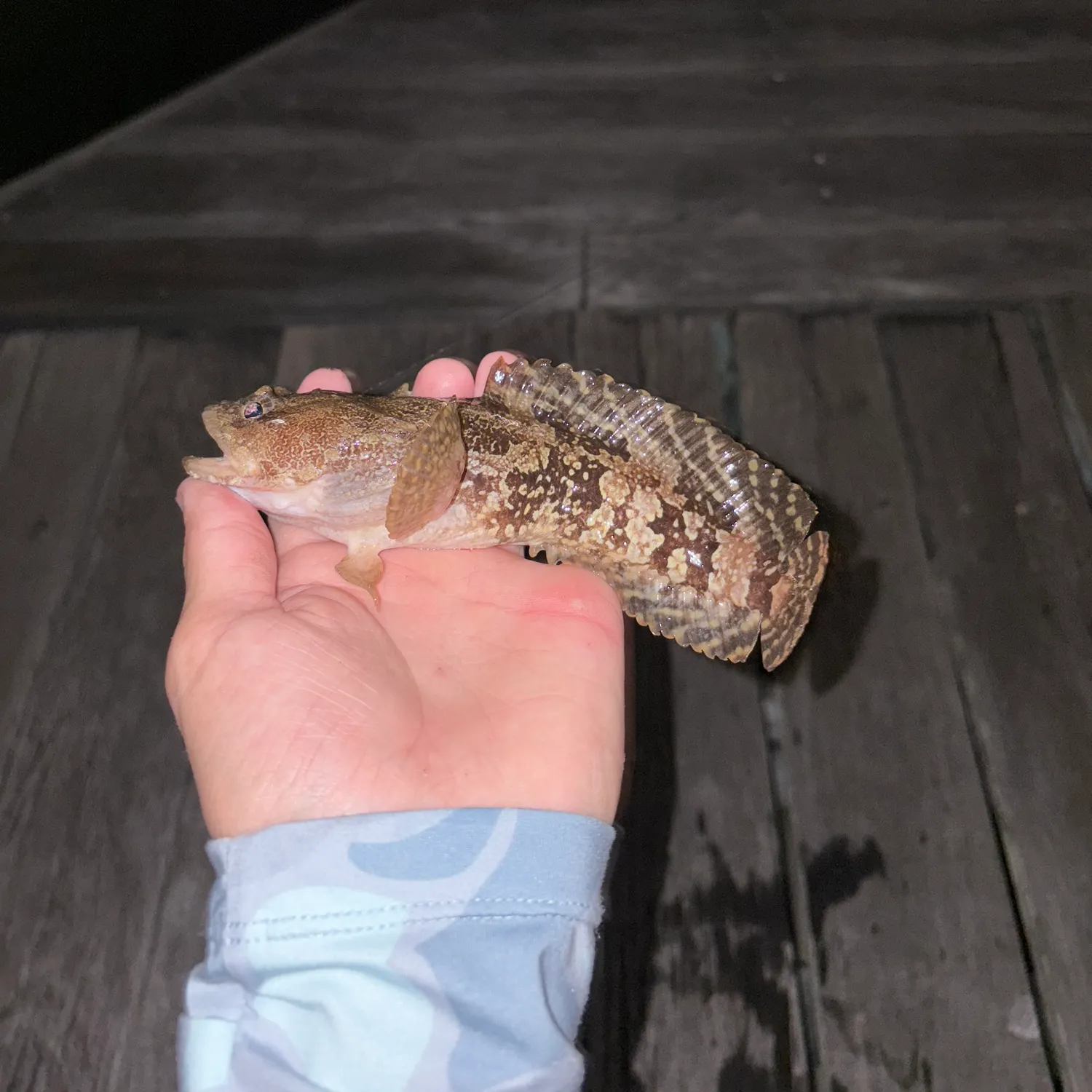 The most recent Gulf toadfish catches on Fishbrain