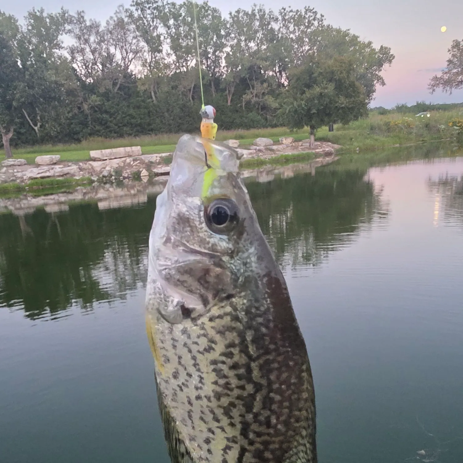 Black crappie caught on Fishbrain