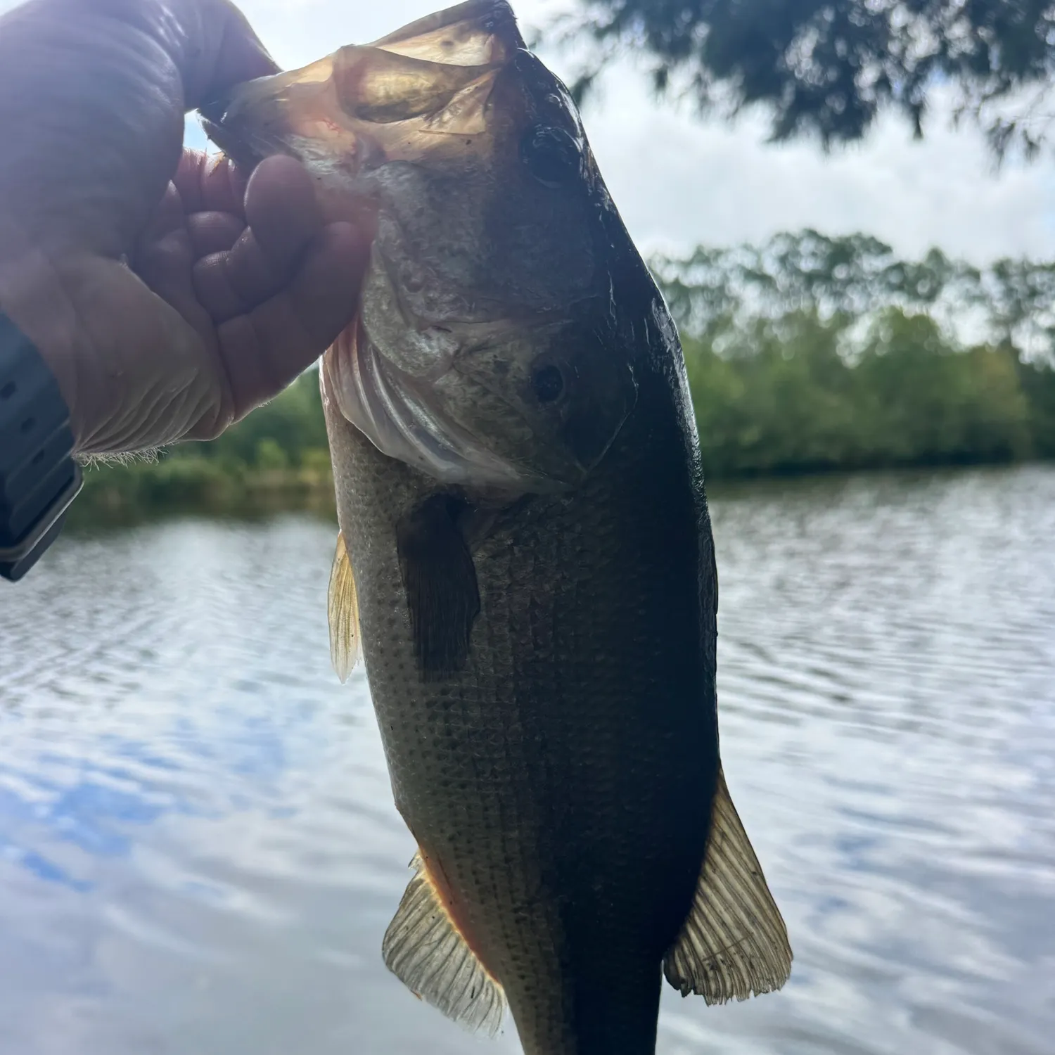 Largemouth bass caught on Fishbrain
