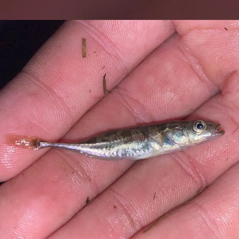 Ninespine stickleback caught on Fishbrain