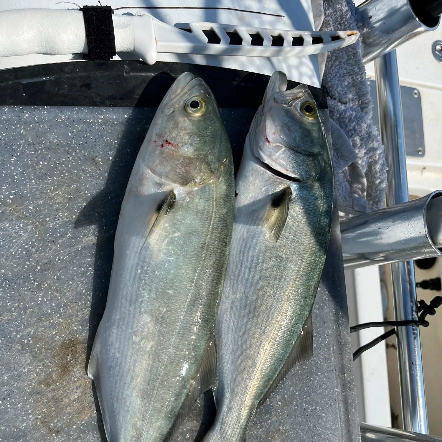Bluefish caught on Fishbrain