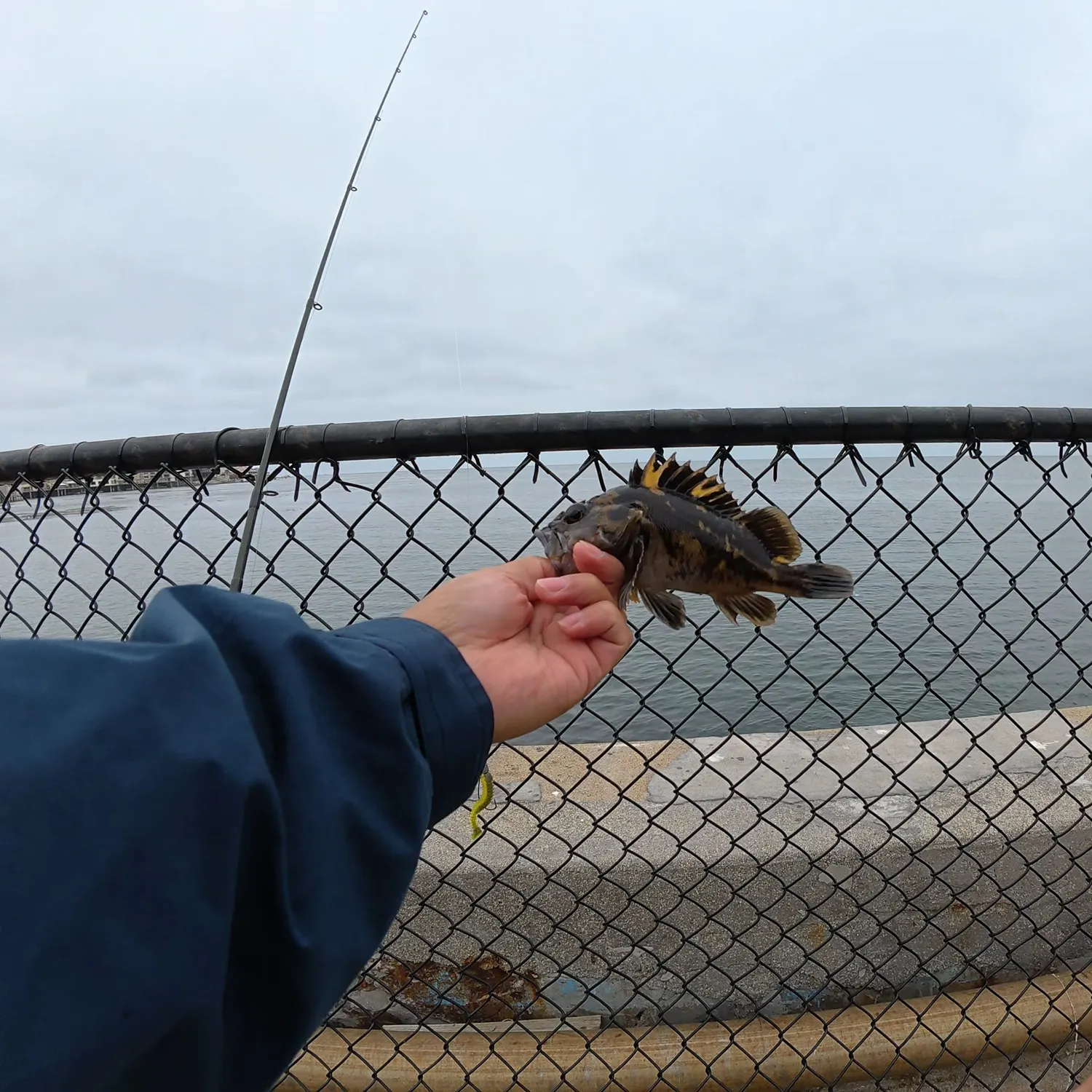 The most recent Black and yellow rockfish catches on Fishbrain