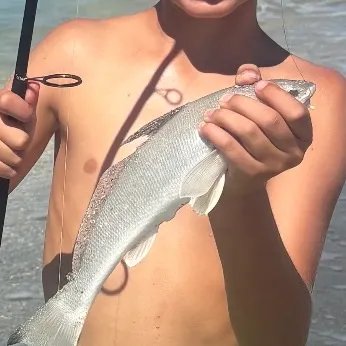 Gulf weakfish caught on Fishbrain